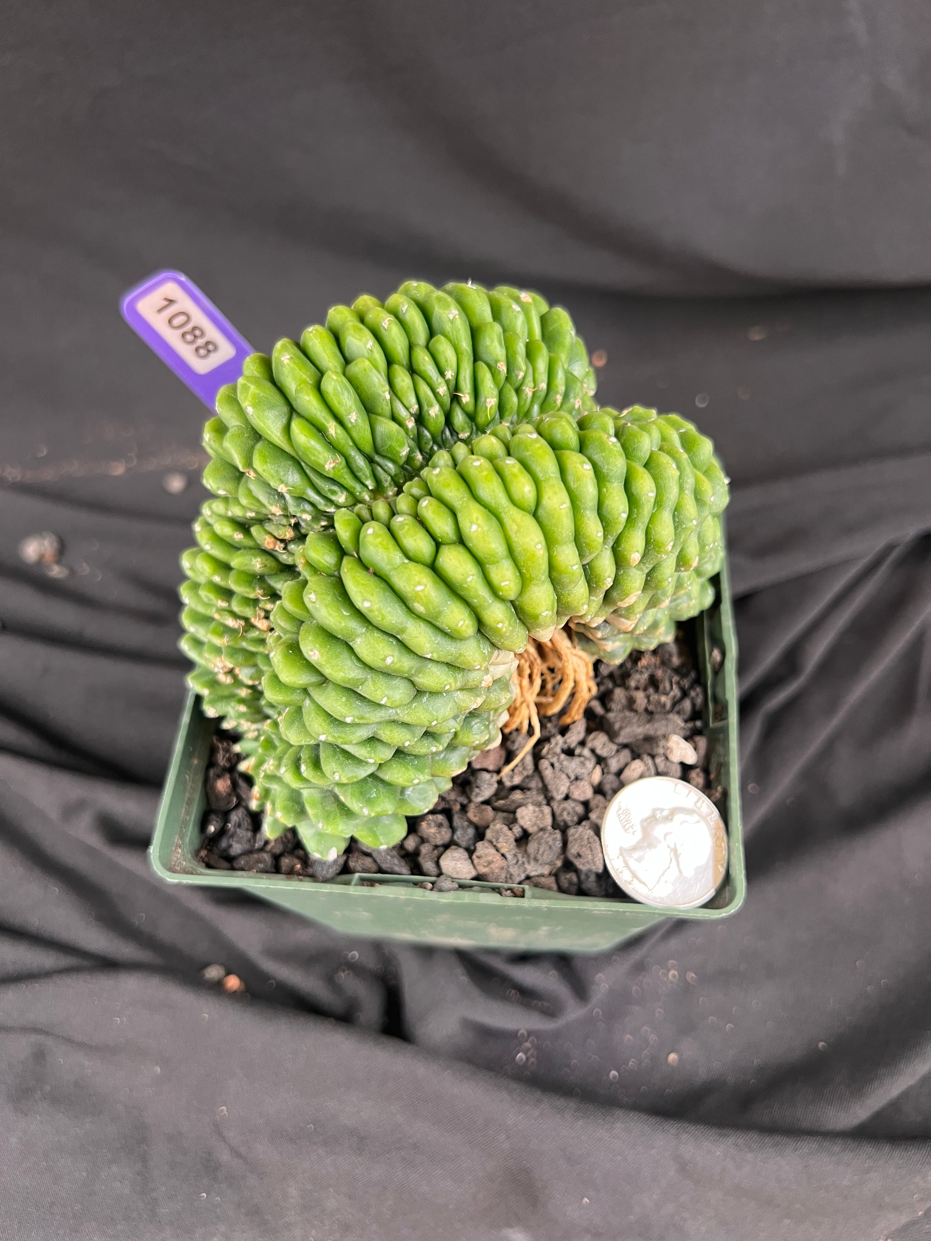 Gymnocalycium Cristata Inermis 'Bridge Form' - 1088