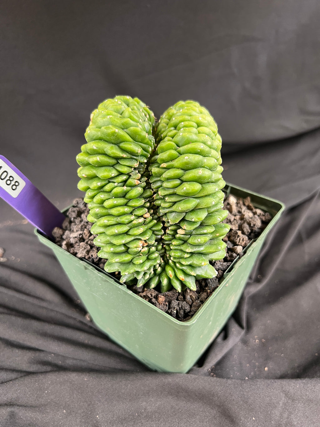 Gymnocalycium Cristata Inermis 'Bridge Form' - 1088
