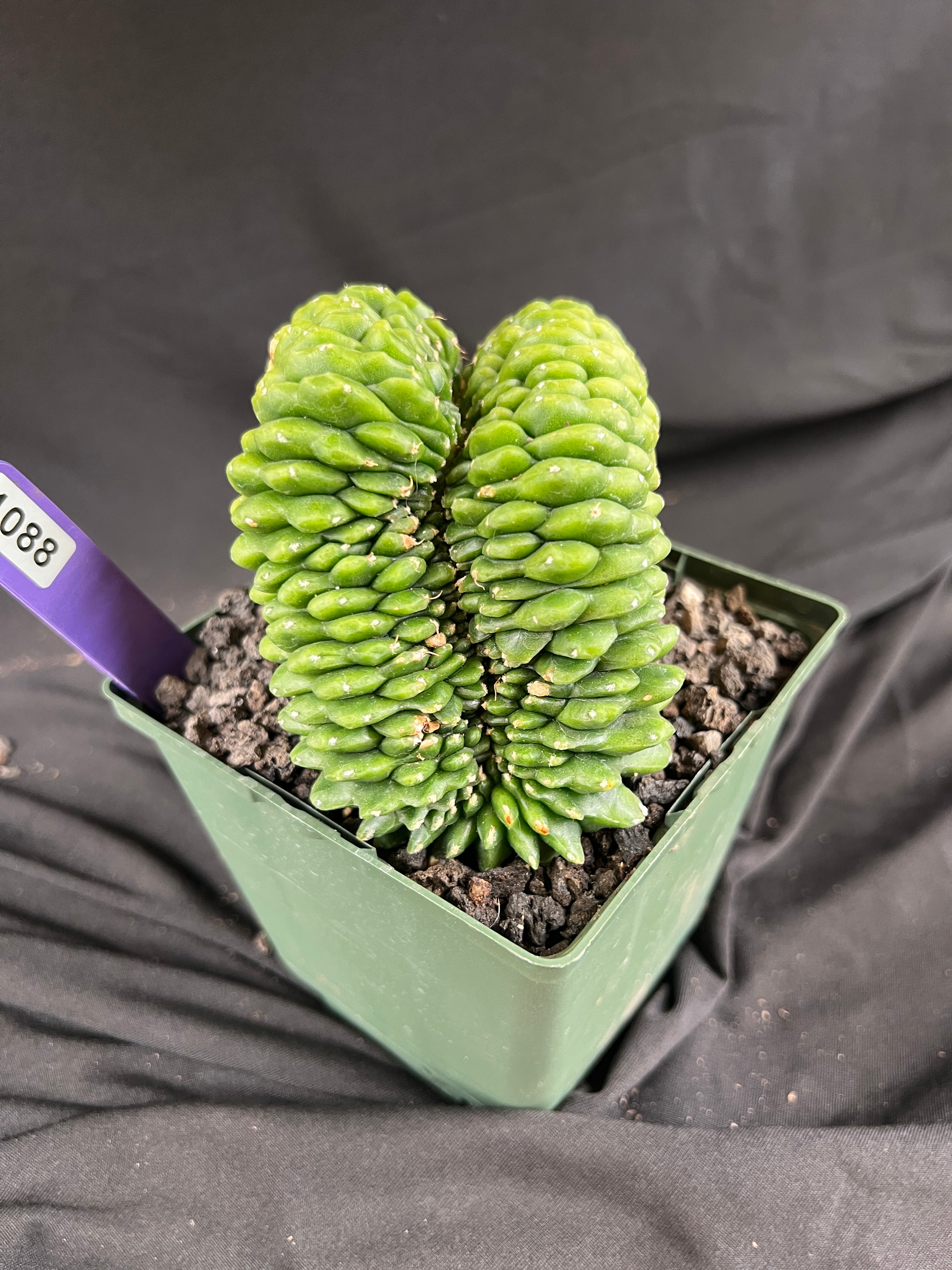 Gymnocalycium Cristata Inermis 'Bridge Form' - 1088