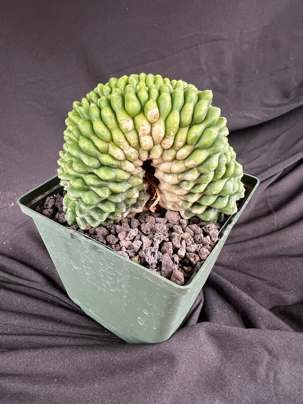 Gymnocalycium Cristata Inermis 'Bridge Form' - 1088