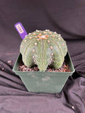 Astrophytum Asterias cv. Star Type - 'Squid Legs' cactus - 1089