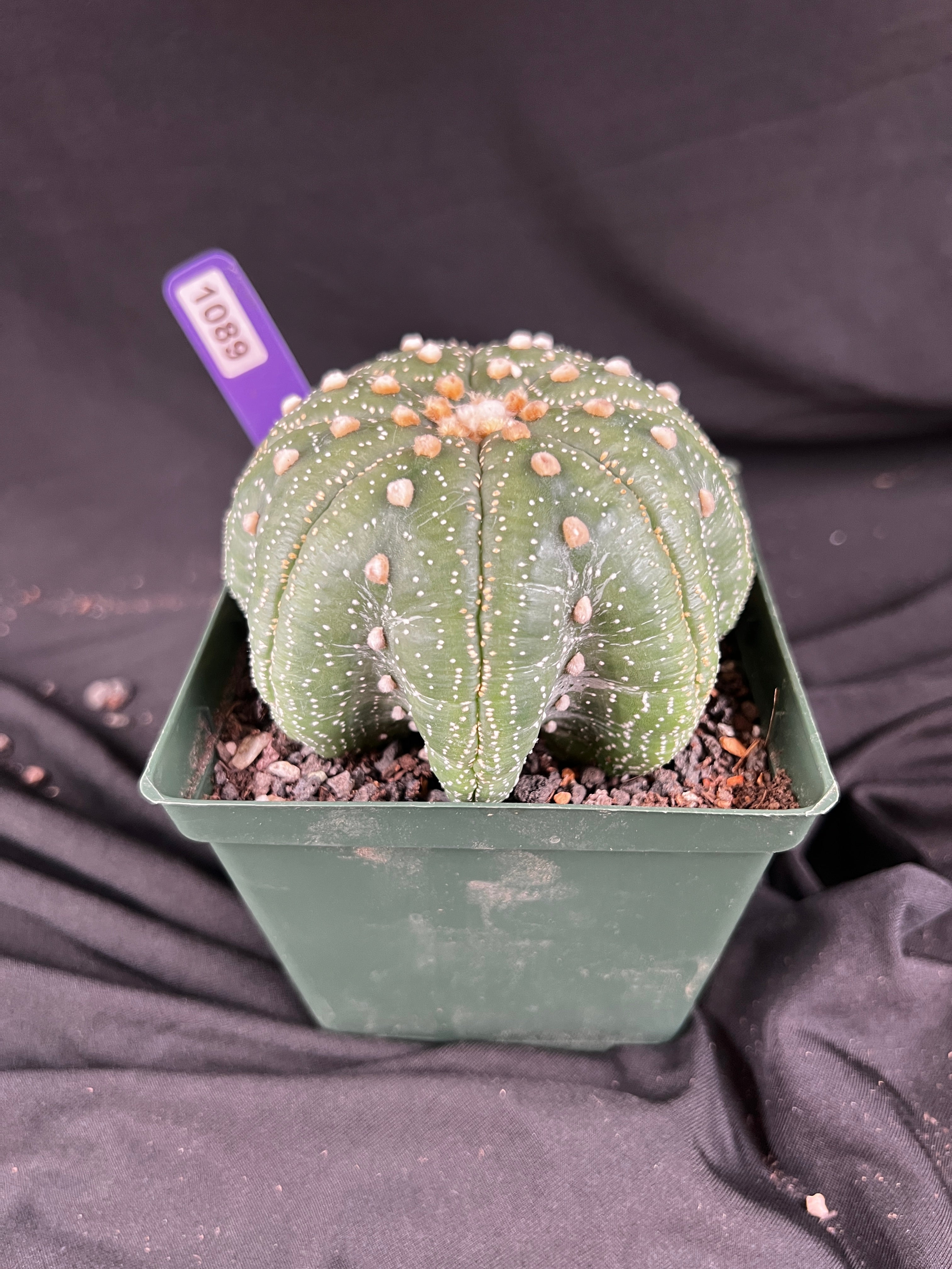 Astrophytum Asterias cv. Star Type - 'Squid Legs' cactus - 1089