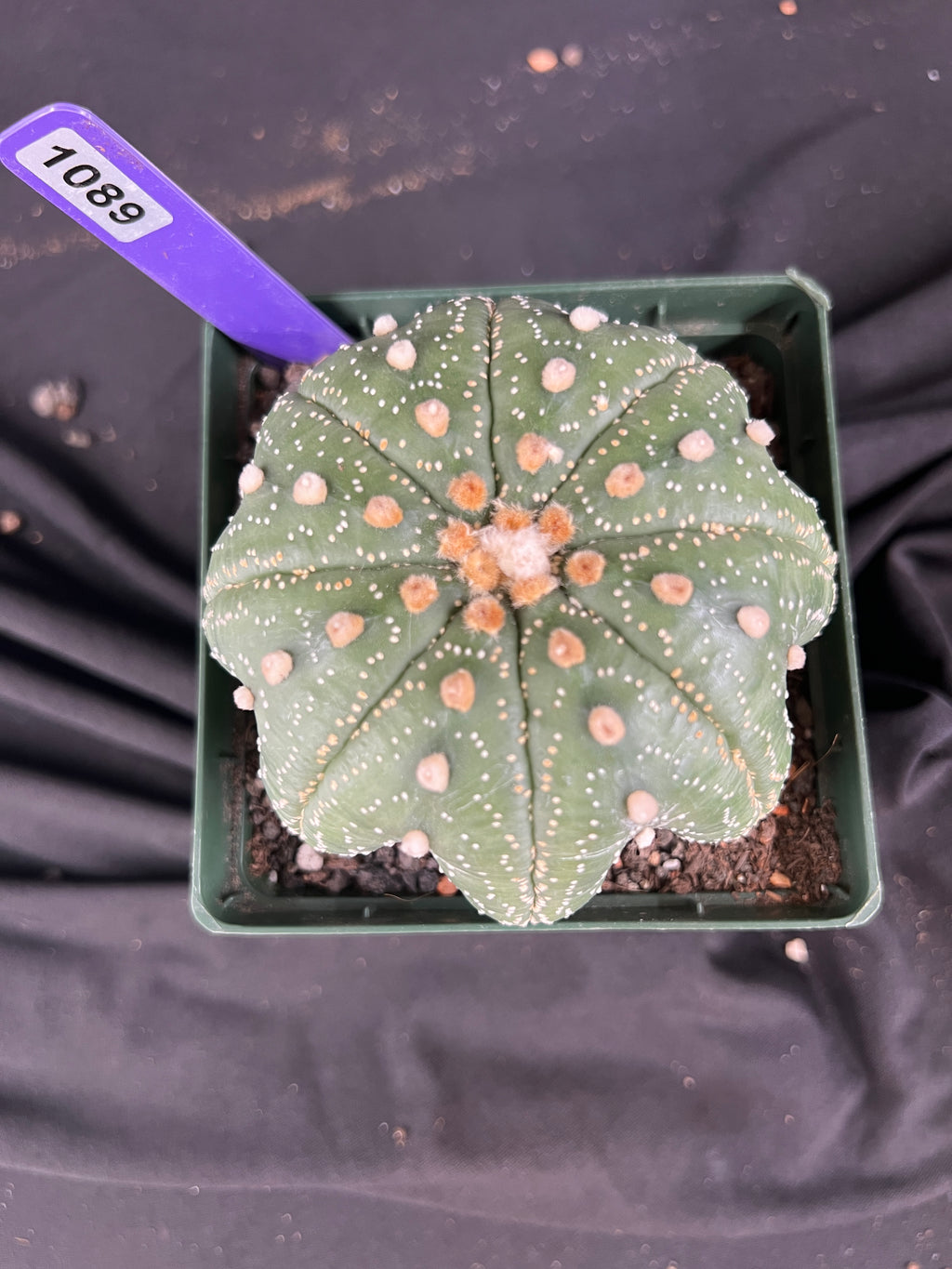 Astrophytum Asterias cv. Star Type - 'Squid Legs' cactus - 1089