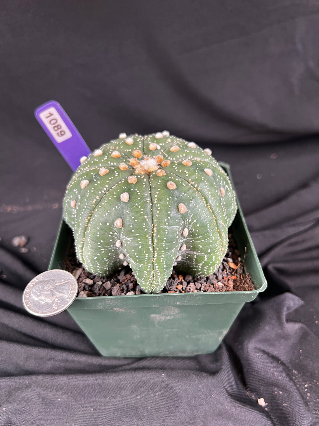 Astrophytum Asterias cv. Star Type - 'Squid Legs' cactus - 1089