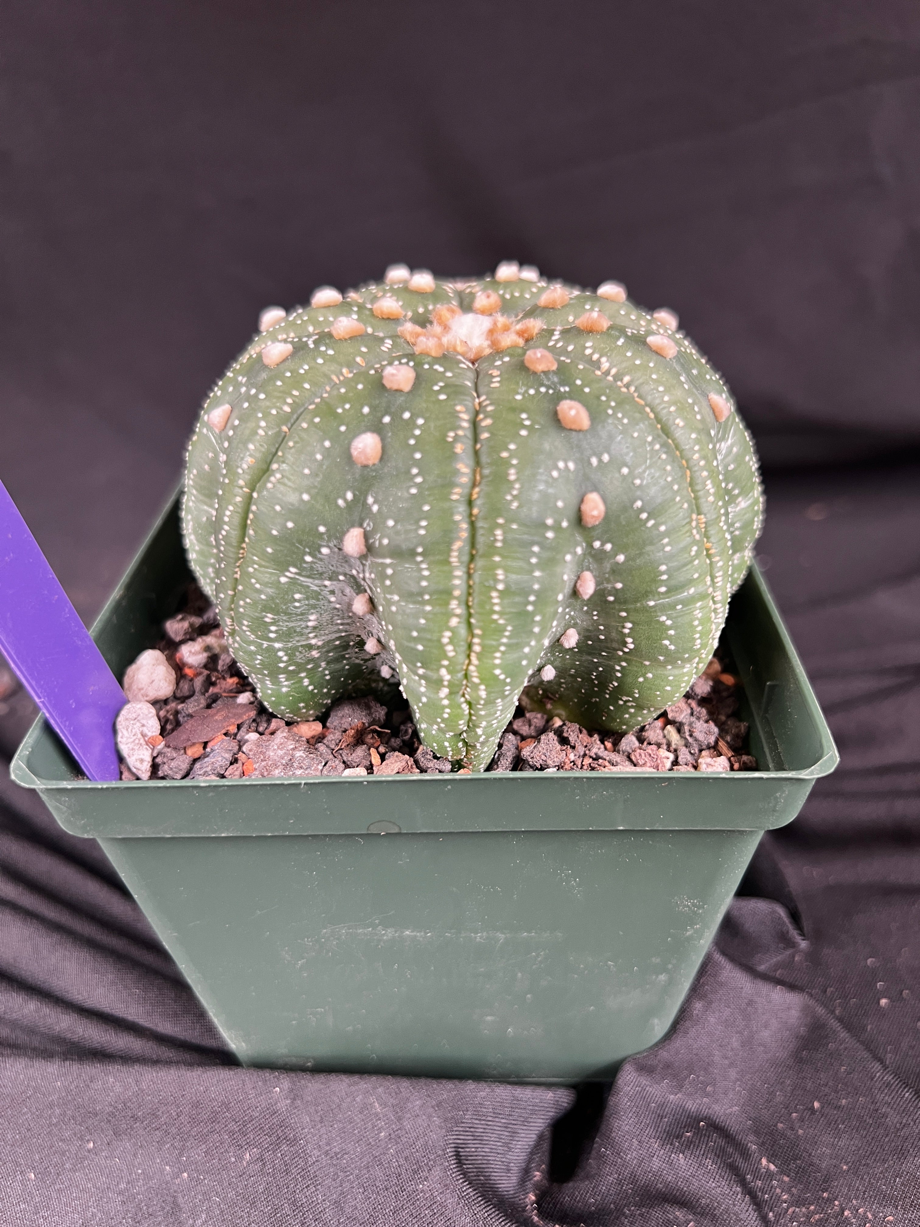 Astrophytum Asterias cv. Star Type - 'Squid Legs' cactus - 1089