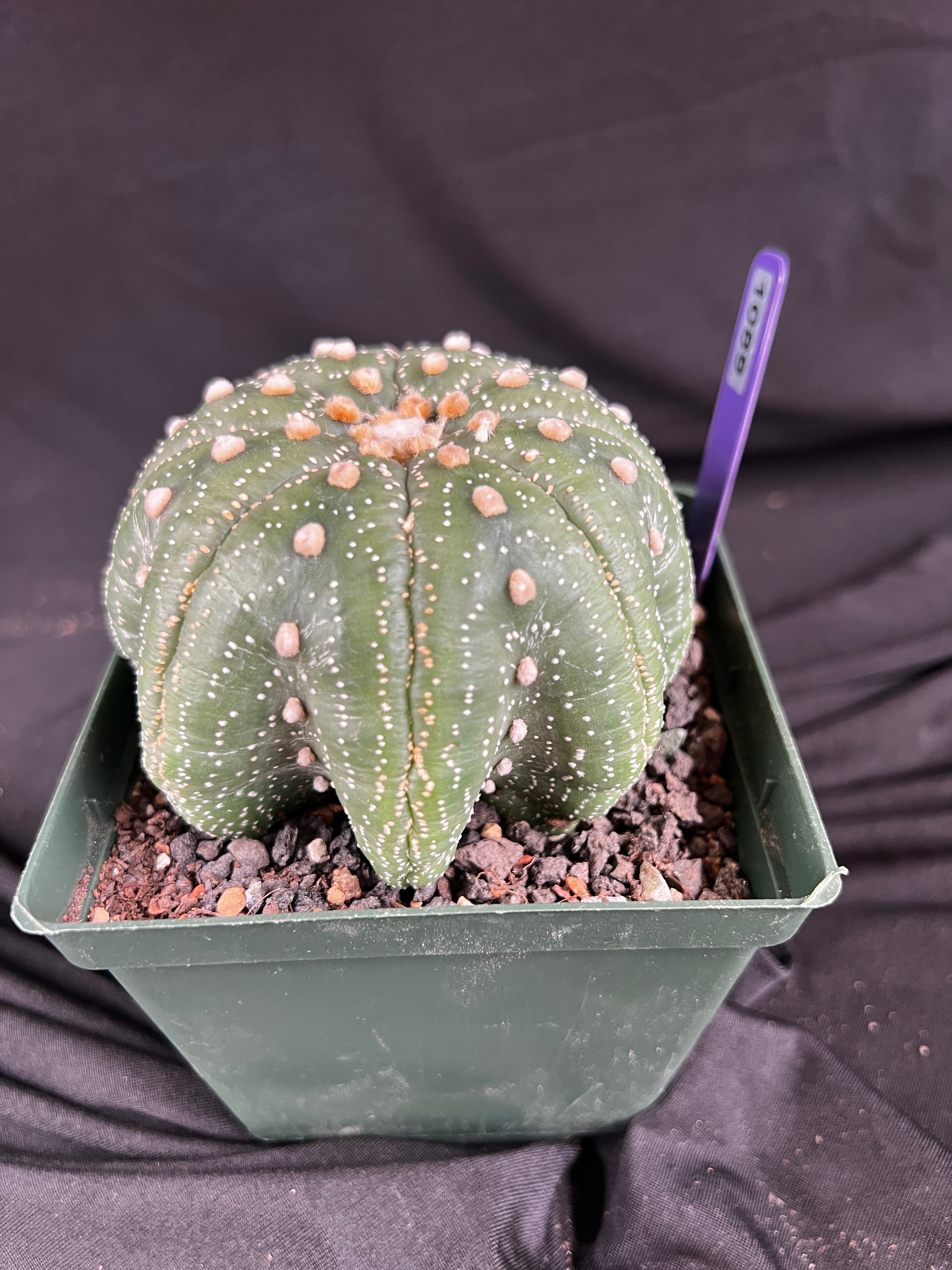 Astrophytum Asterias cv. Star Type - 'Squid Legs' cactus - 1089
