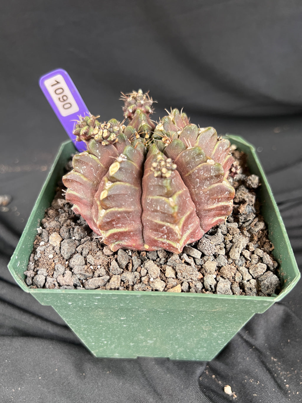 Gymnocalycium Mihanovichii 'Daydream' cactus - 1090
