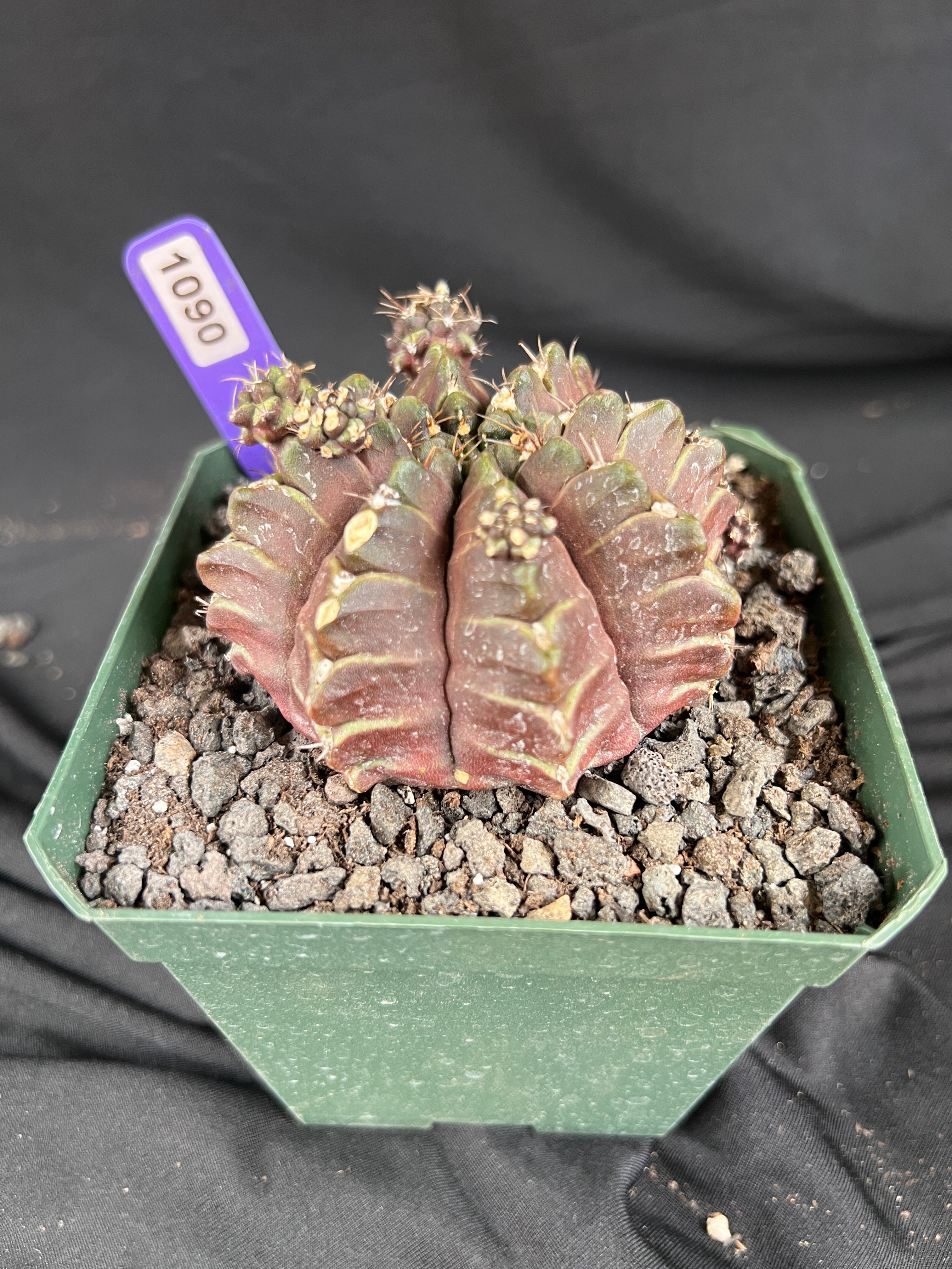 Gymnocalycium Mihanovichii 'Daydream' cactus - 1090