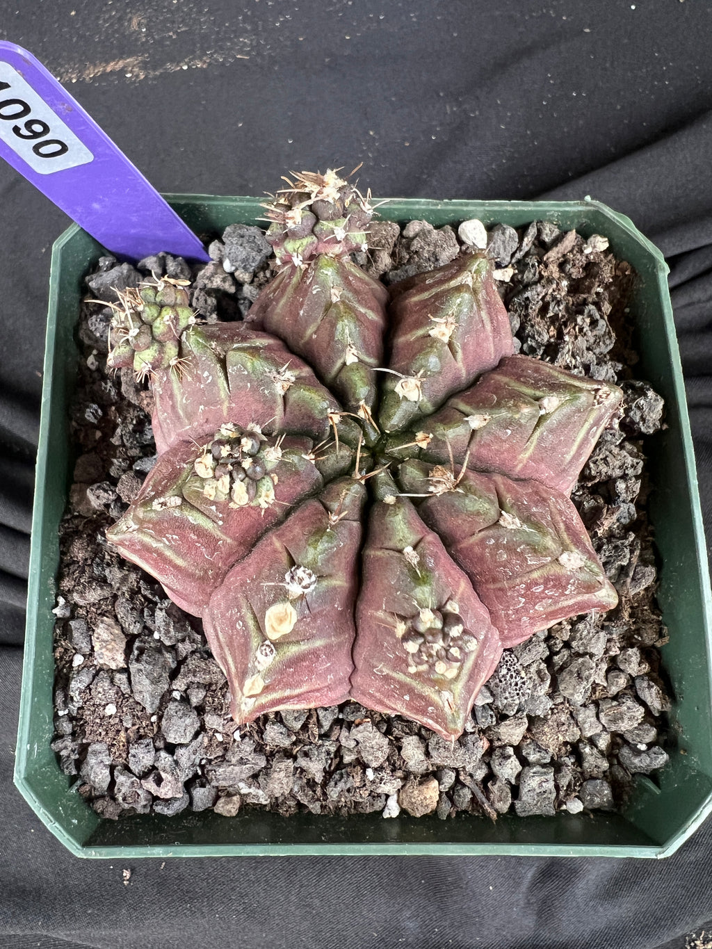 Gymnocalycium Mihanovichii 'Daydream' cactus - 1090