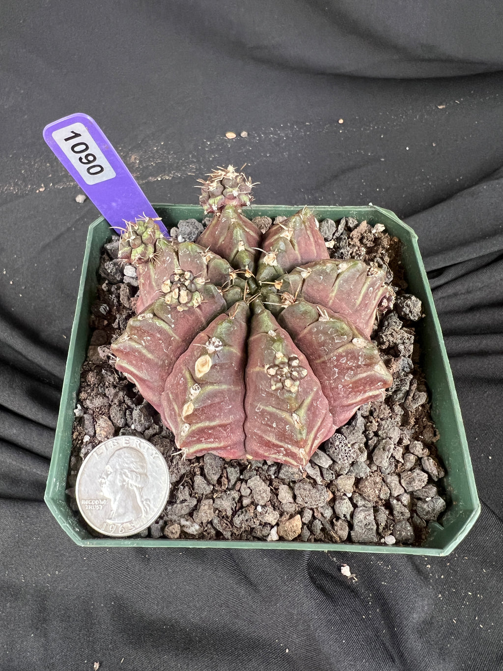 Gymnocalycium Mihanovichii 'Daydream' cactus - 1090