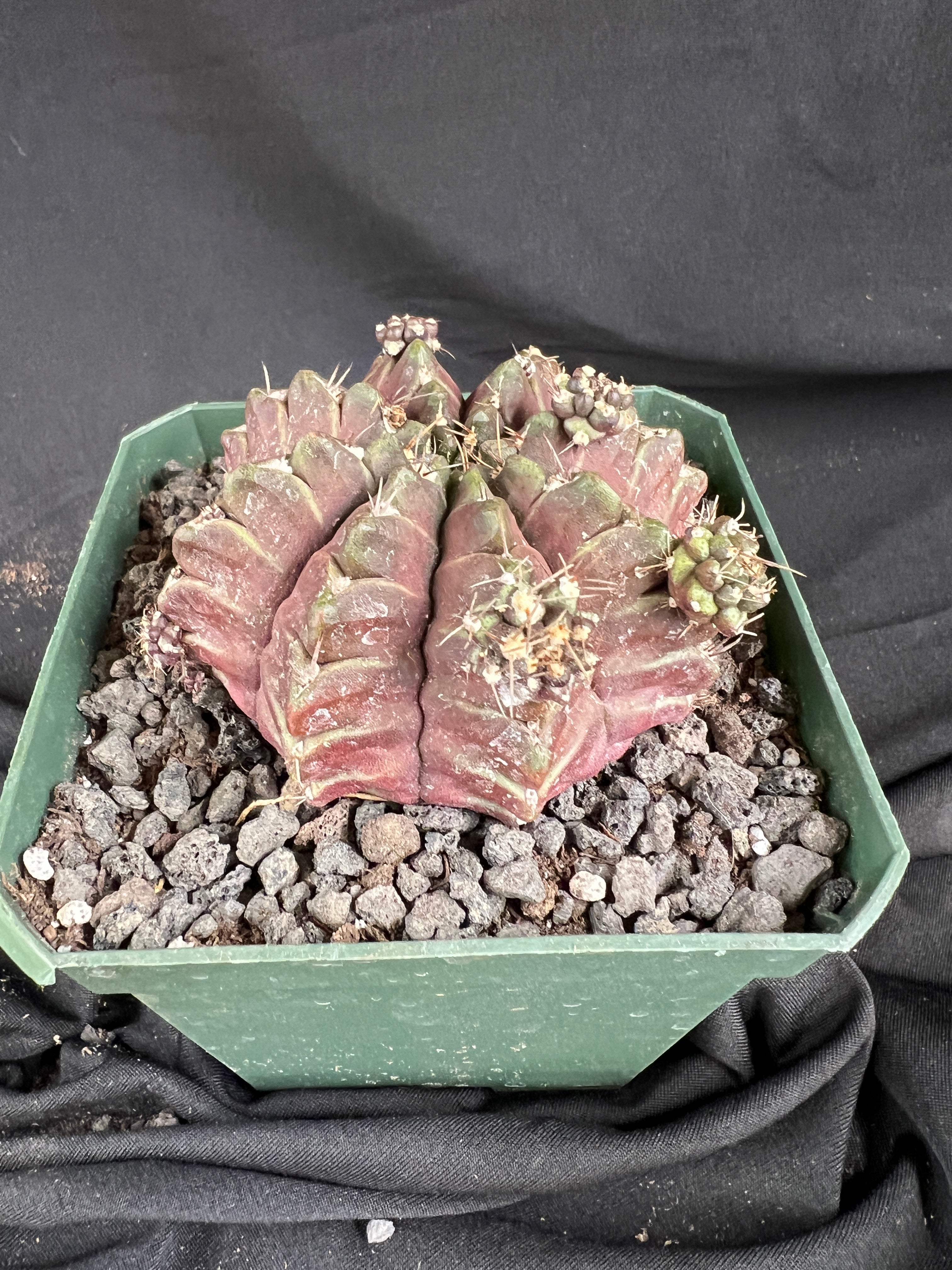 Gymnocalycium Mihanovichii 'Daydream' cactus - 1090