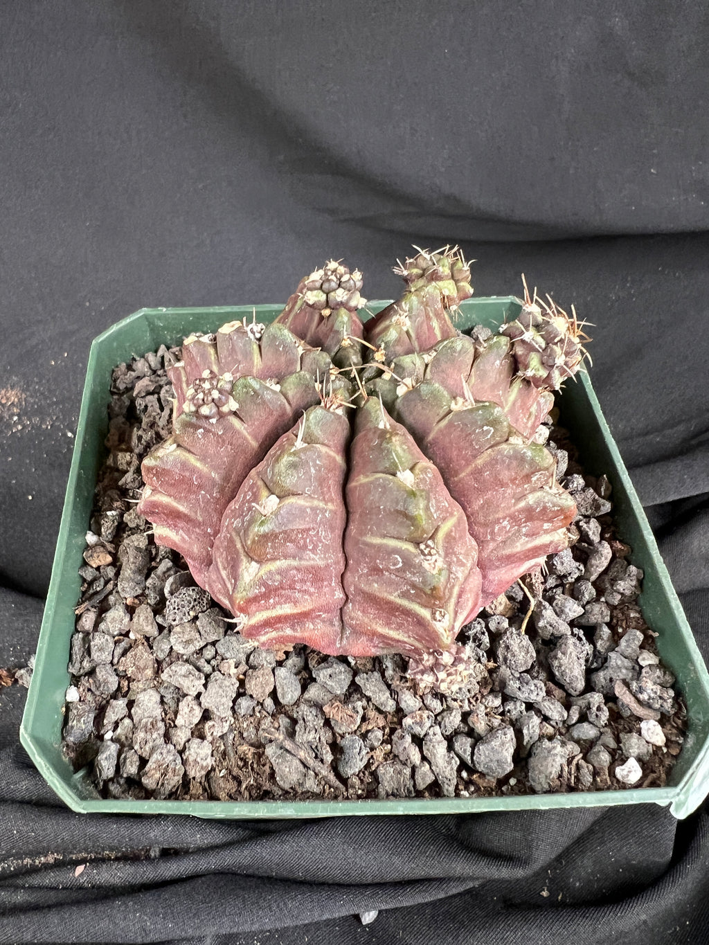 Gymnocalycium Mihanovichii 'Daydream' cactus - 1090