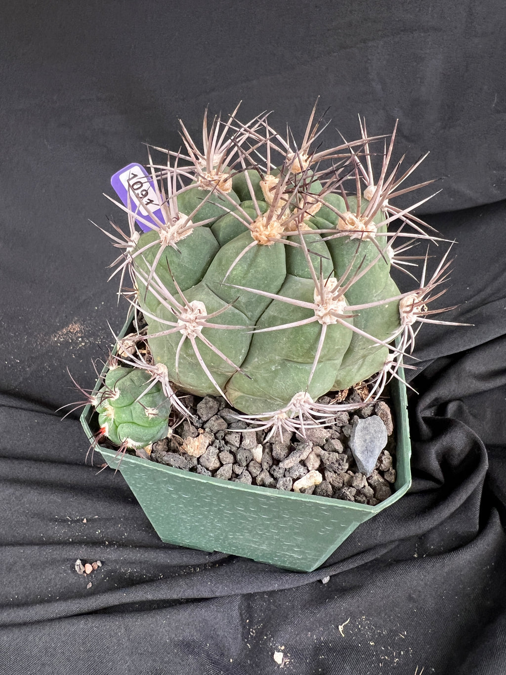 Gymnocalycium Pflanzii Cactus - 1091