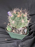 Gymnocalycium Pflanzii Cactus - 1091