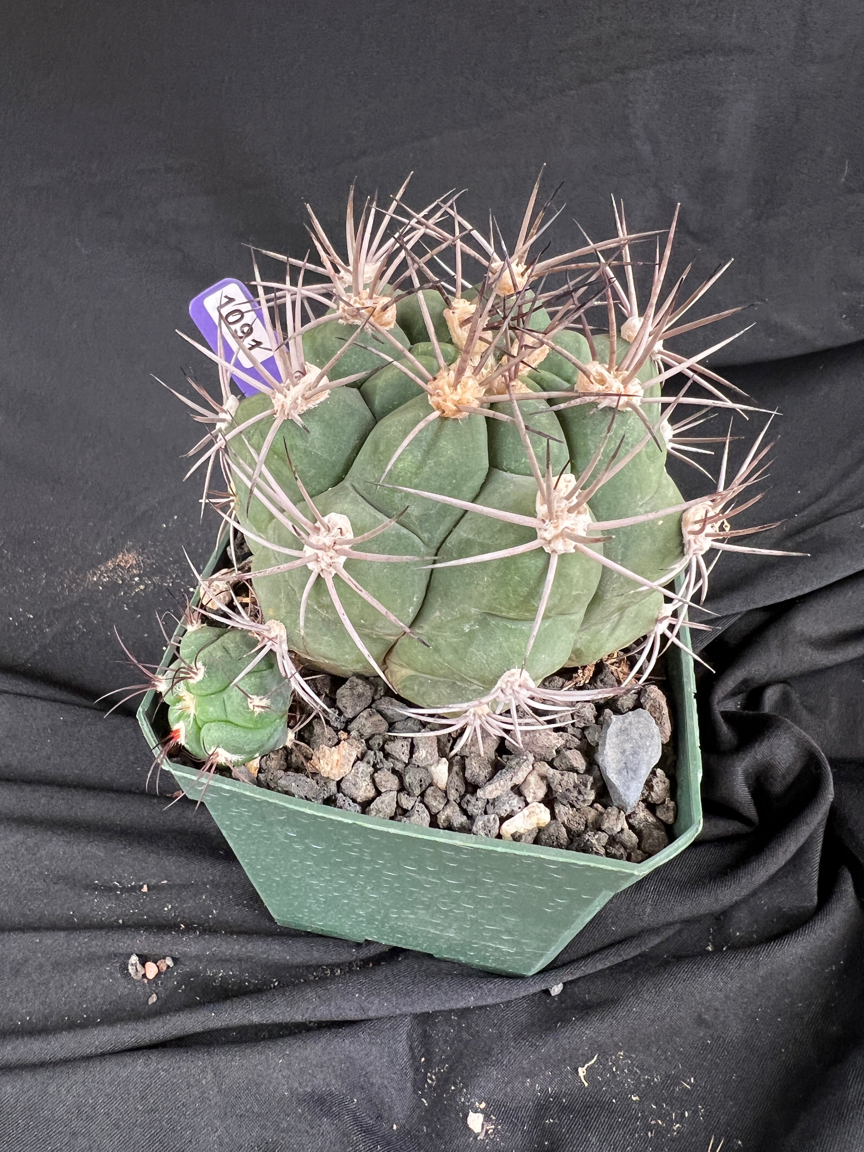 Gymnocalycium Pflanzii Cactus - 1091