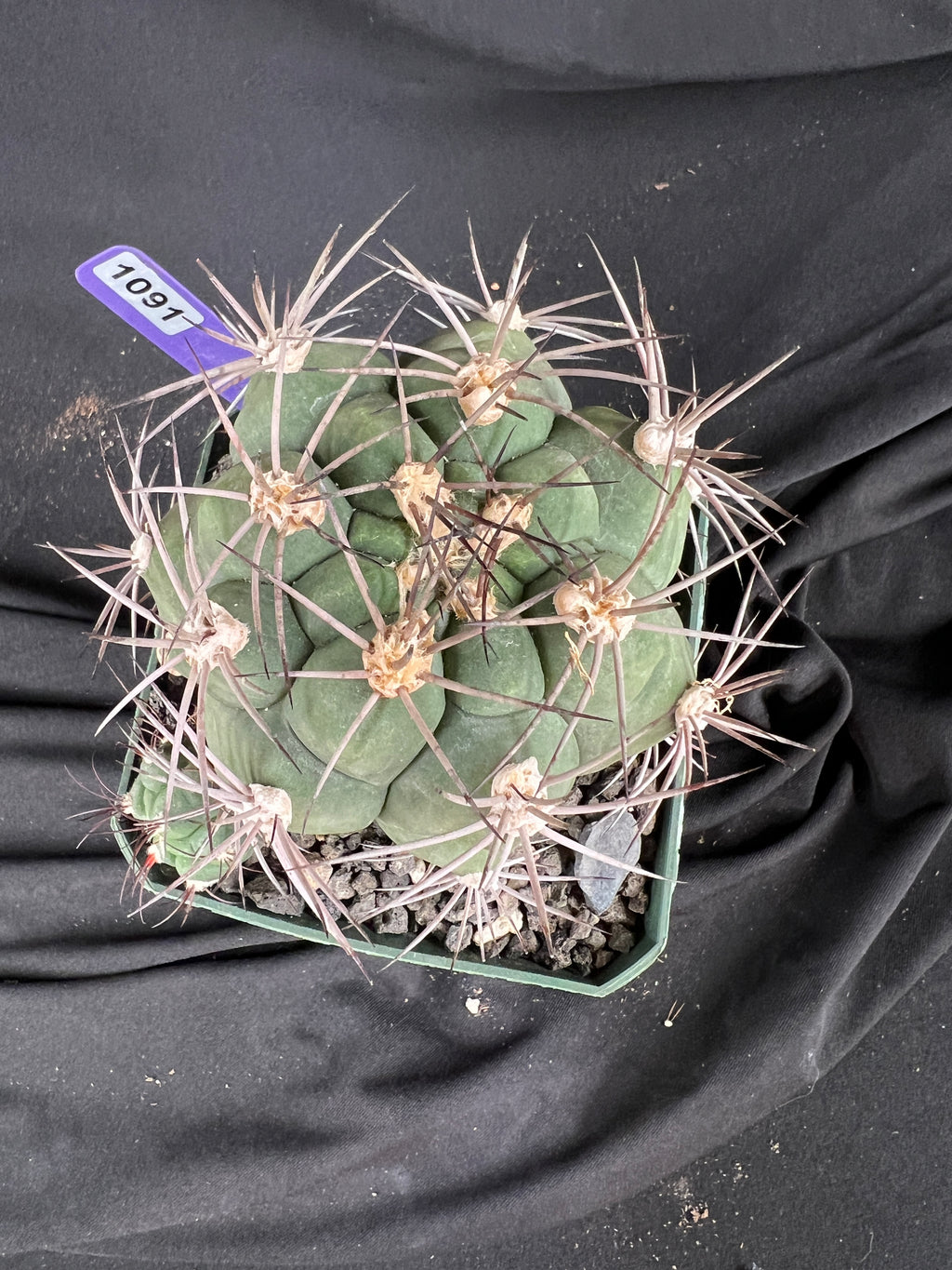 Gymnocalycium Pflanzii Cactus - 1091