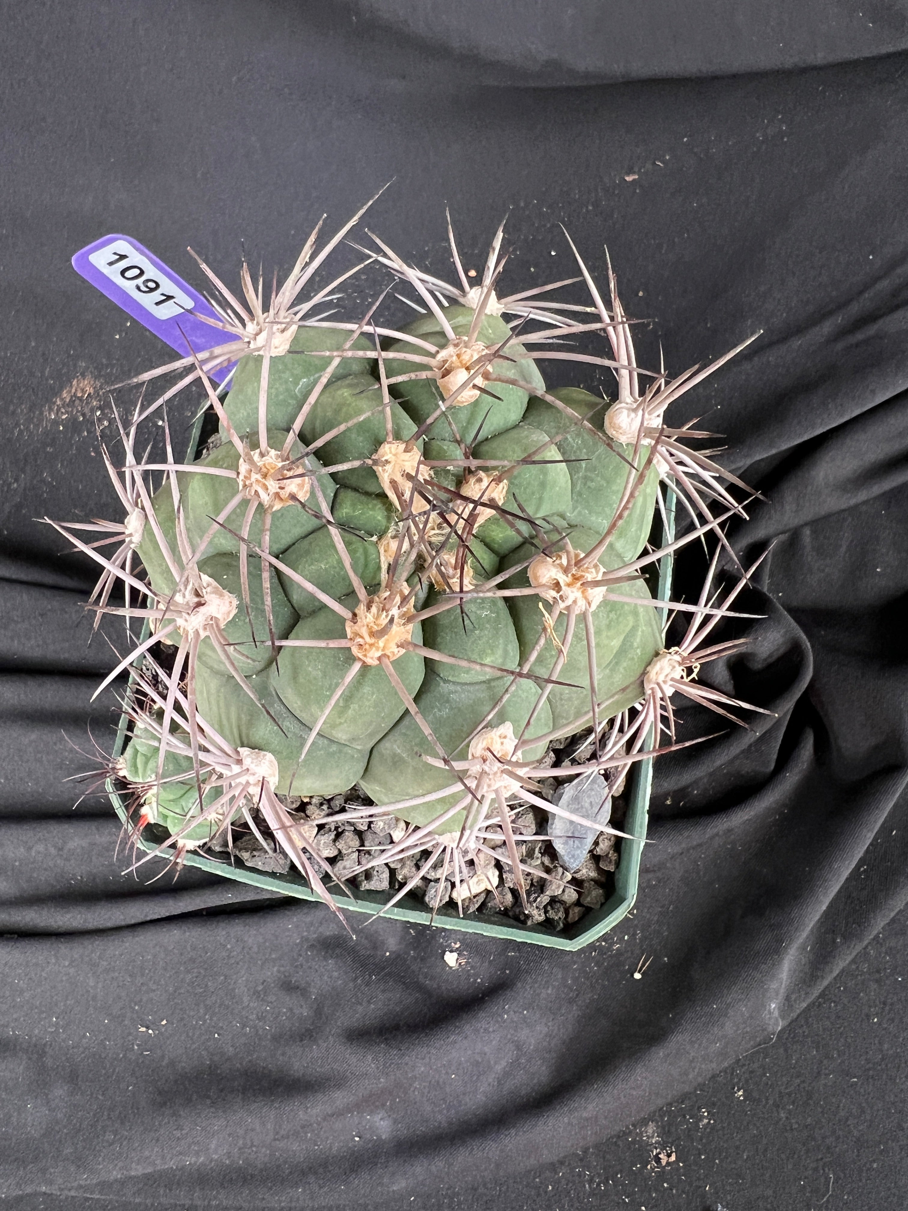 Gymnocalycium Pflanzii Cactus - 1091