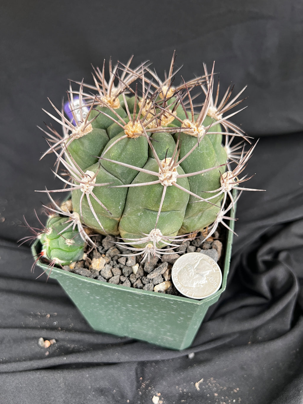 Gymnocalycium Pflanzii Cactus - 1091