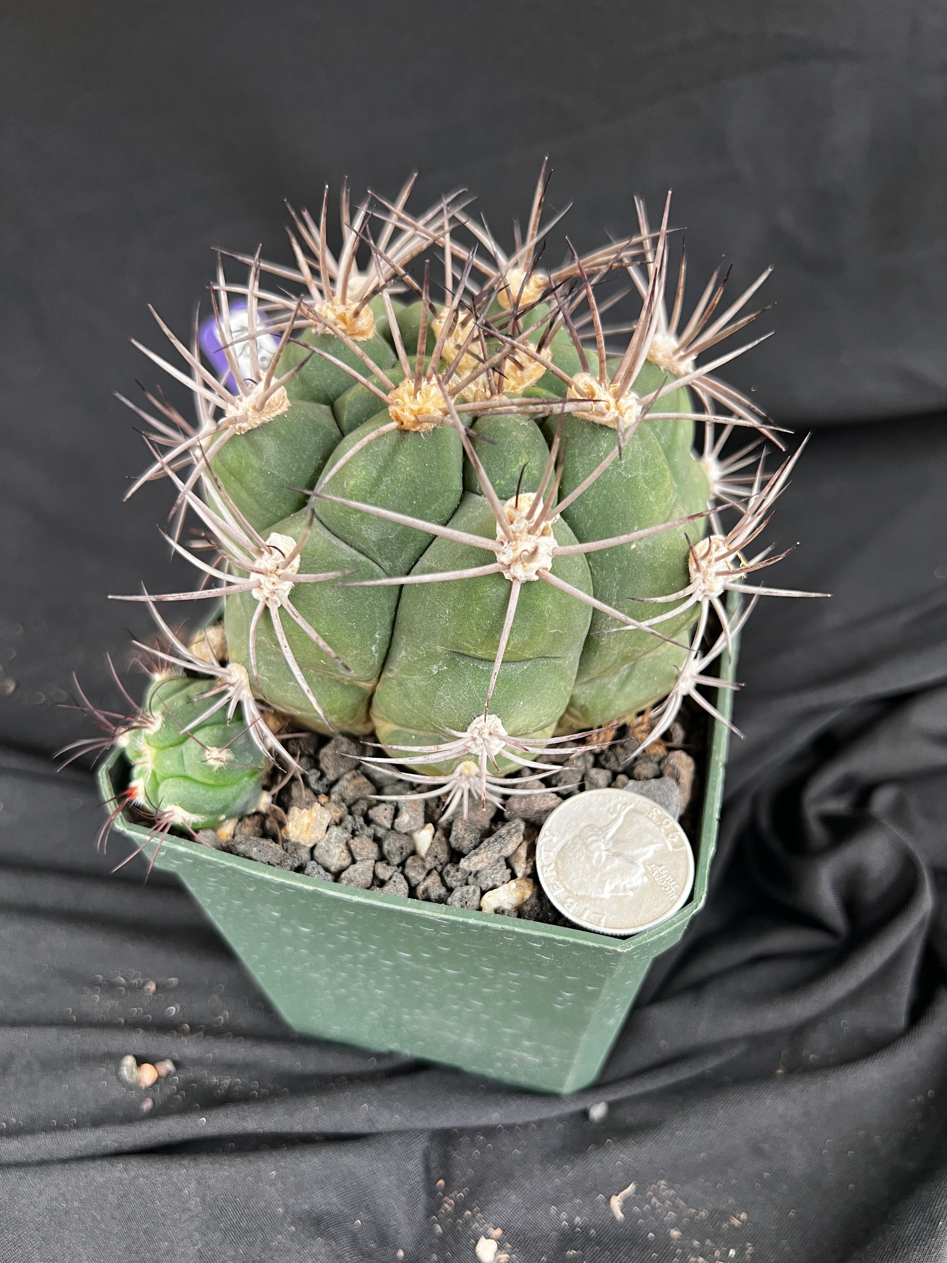 Gymnocalycium Pflanzii Cactus - 1091