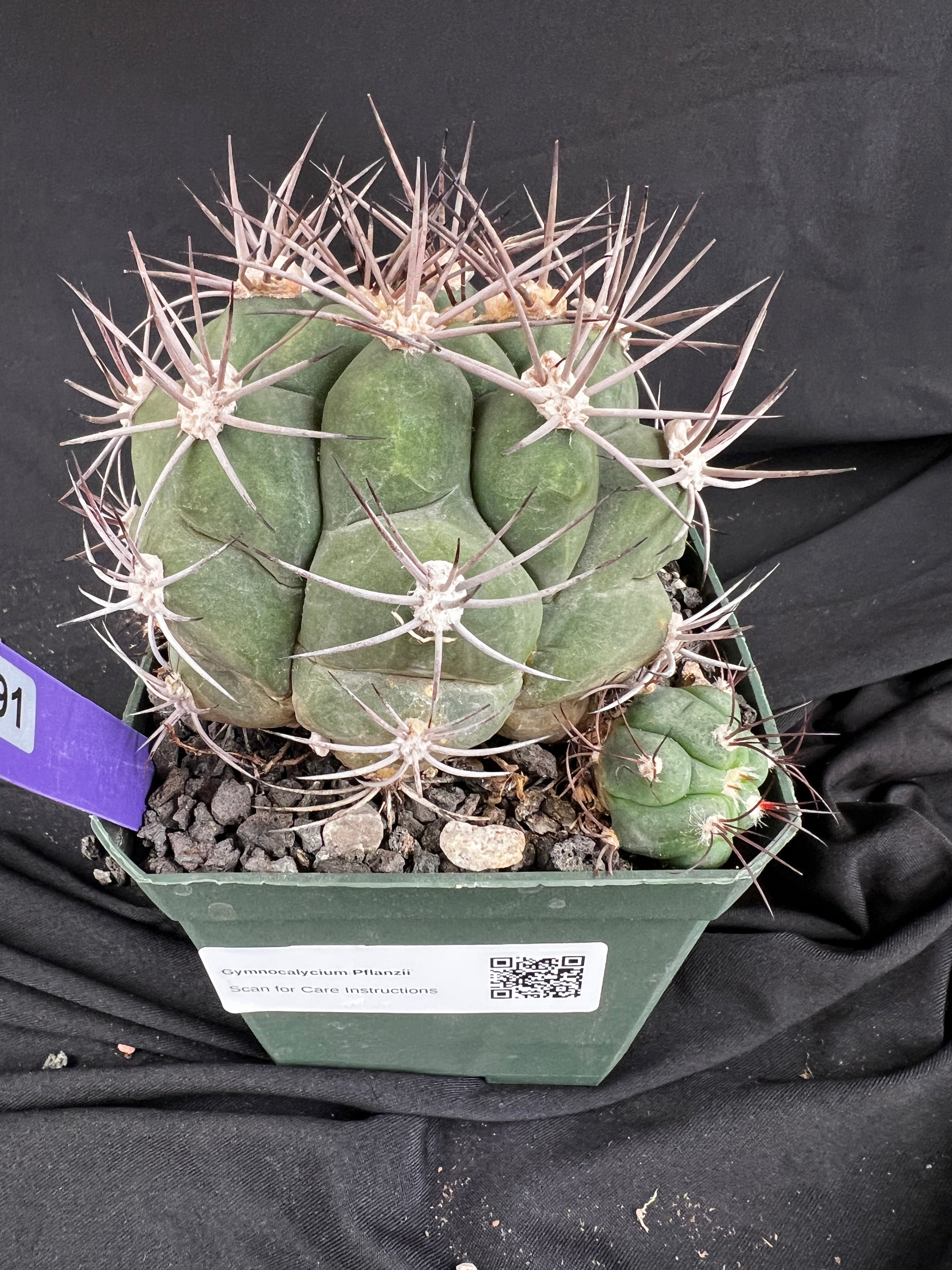 Gymnocalycium Pflanzii Cactus - 1091