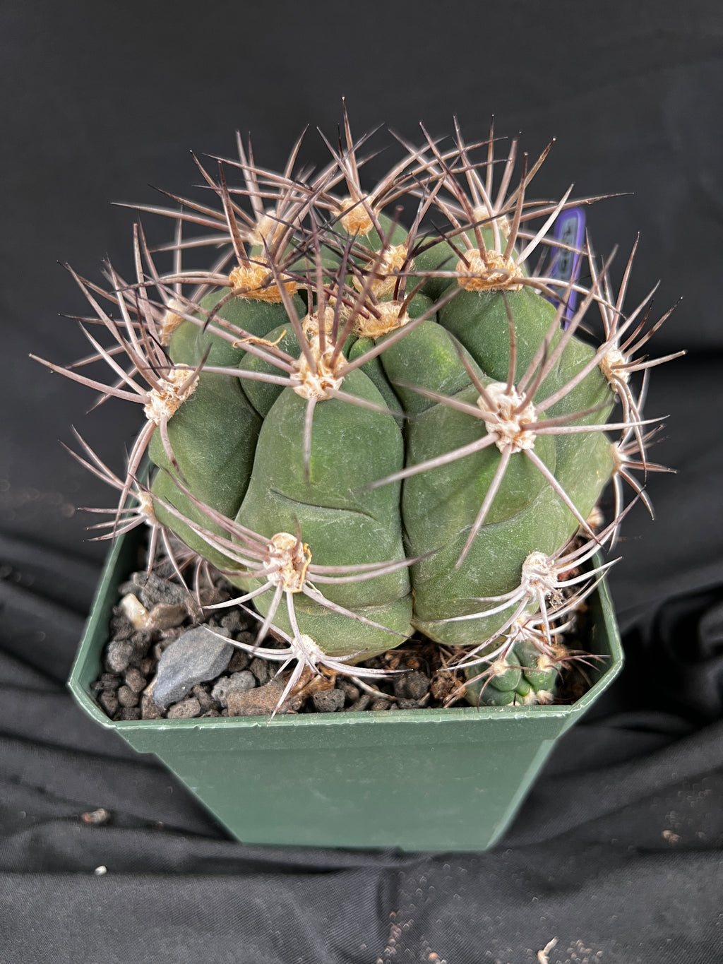 Gymnocalycium Pflanzii Cactus - 1091