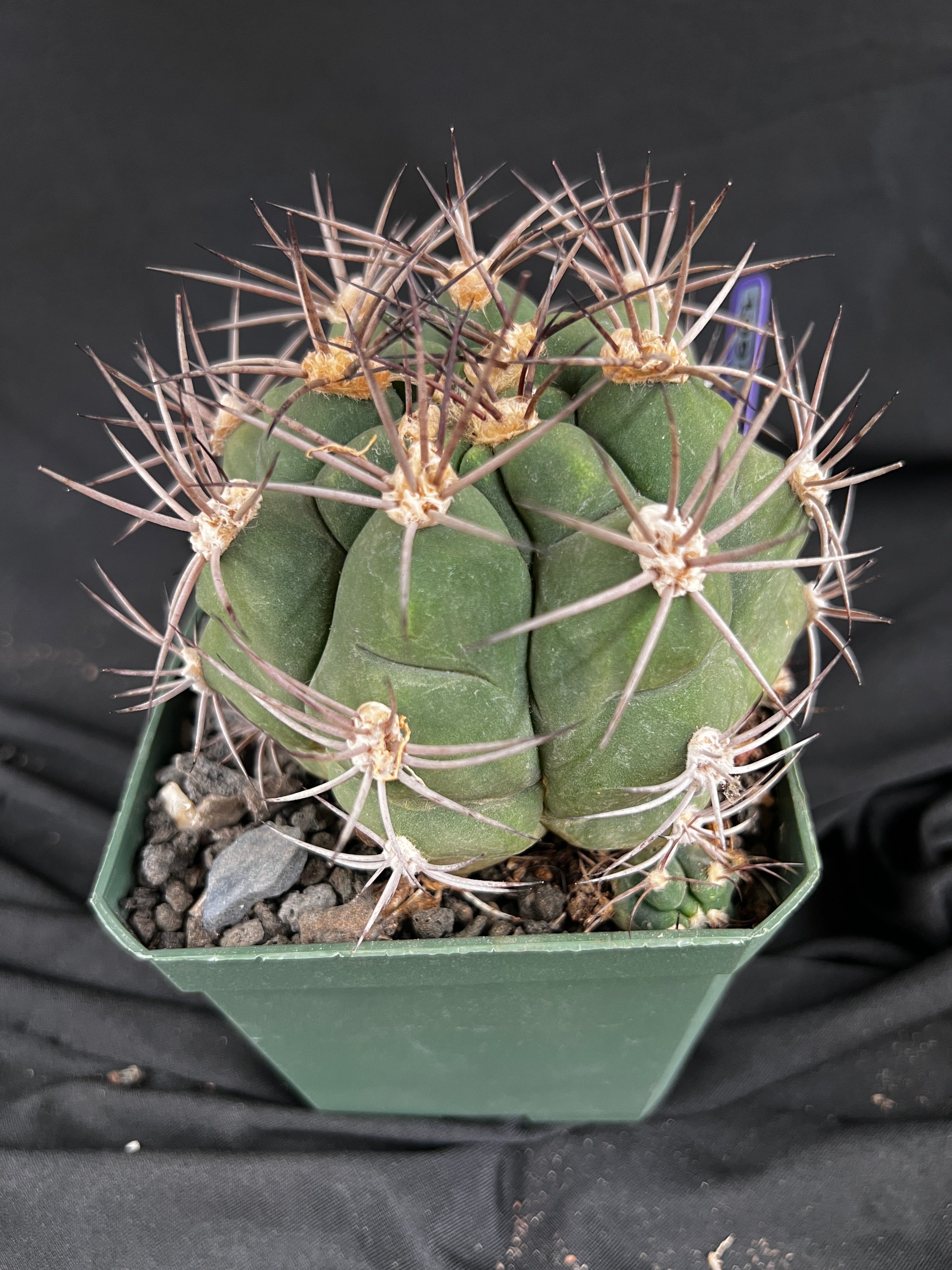 Gymnocalycium Pflanzii Cactus - 1091