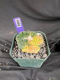 Ariocarpus Fissuratus cv. Godzilla Variegated cactus - 1092