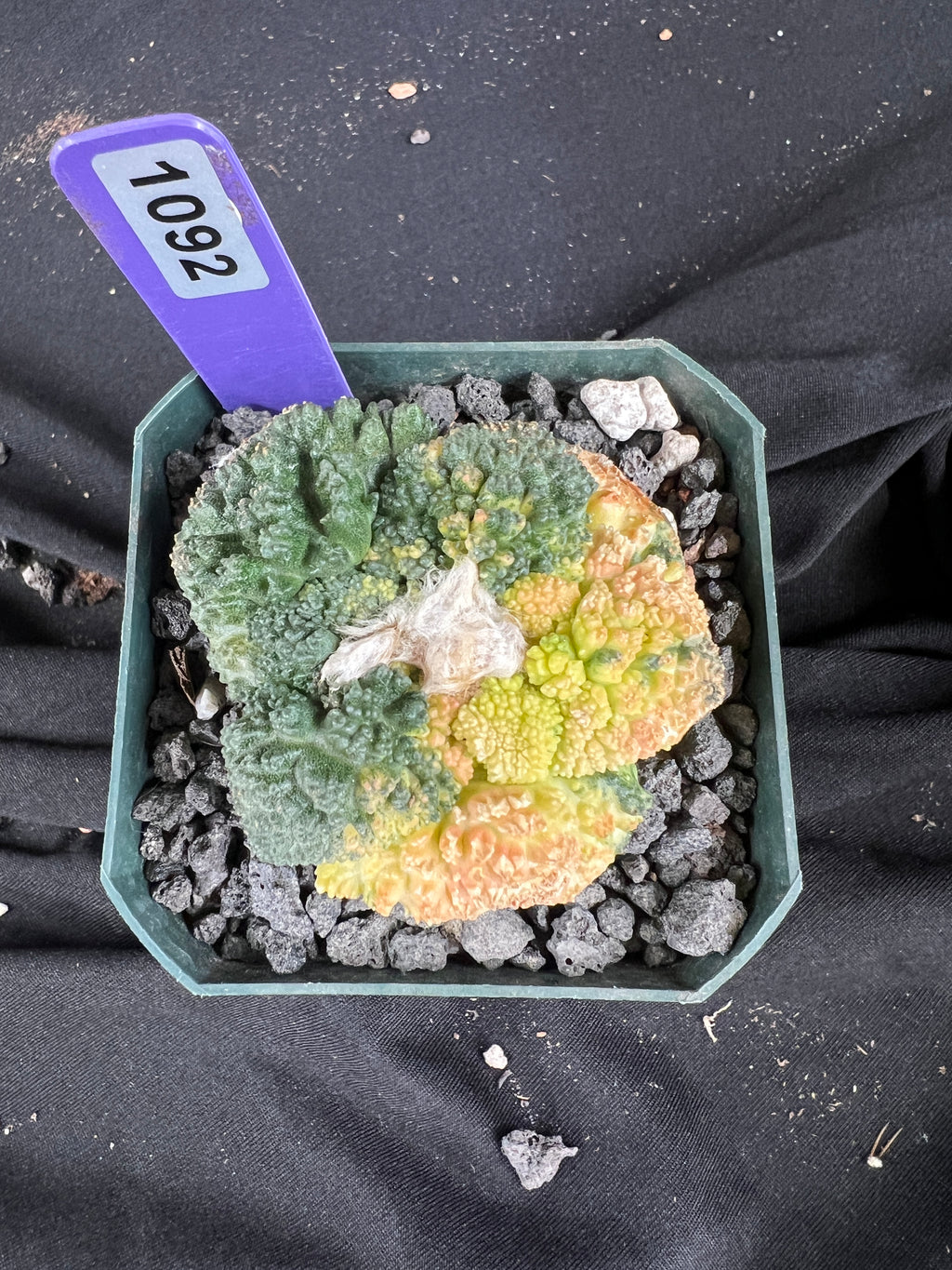 Ariocarpus Fissuratus cv. Godzilla Variegated cactus - 1092