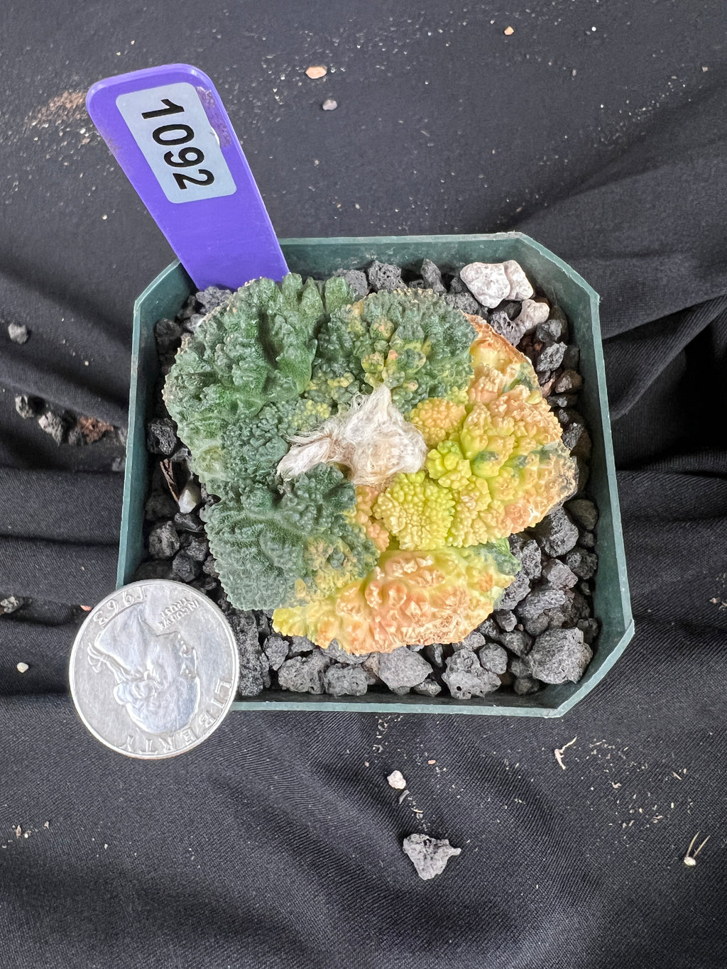 Ariocarpus Fissuratus cv. Godzilla Variegated cactus - 1092