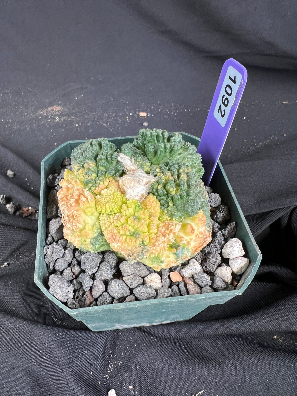 Ariocarpus Fissuratus cv. Godzilla Variegated cactus - 1092