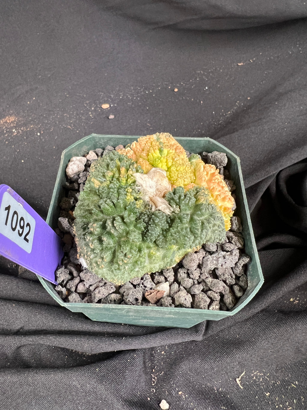 Ariocarpus Fissuratus cv. Godzilla Variegated cactus - 1092