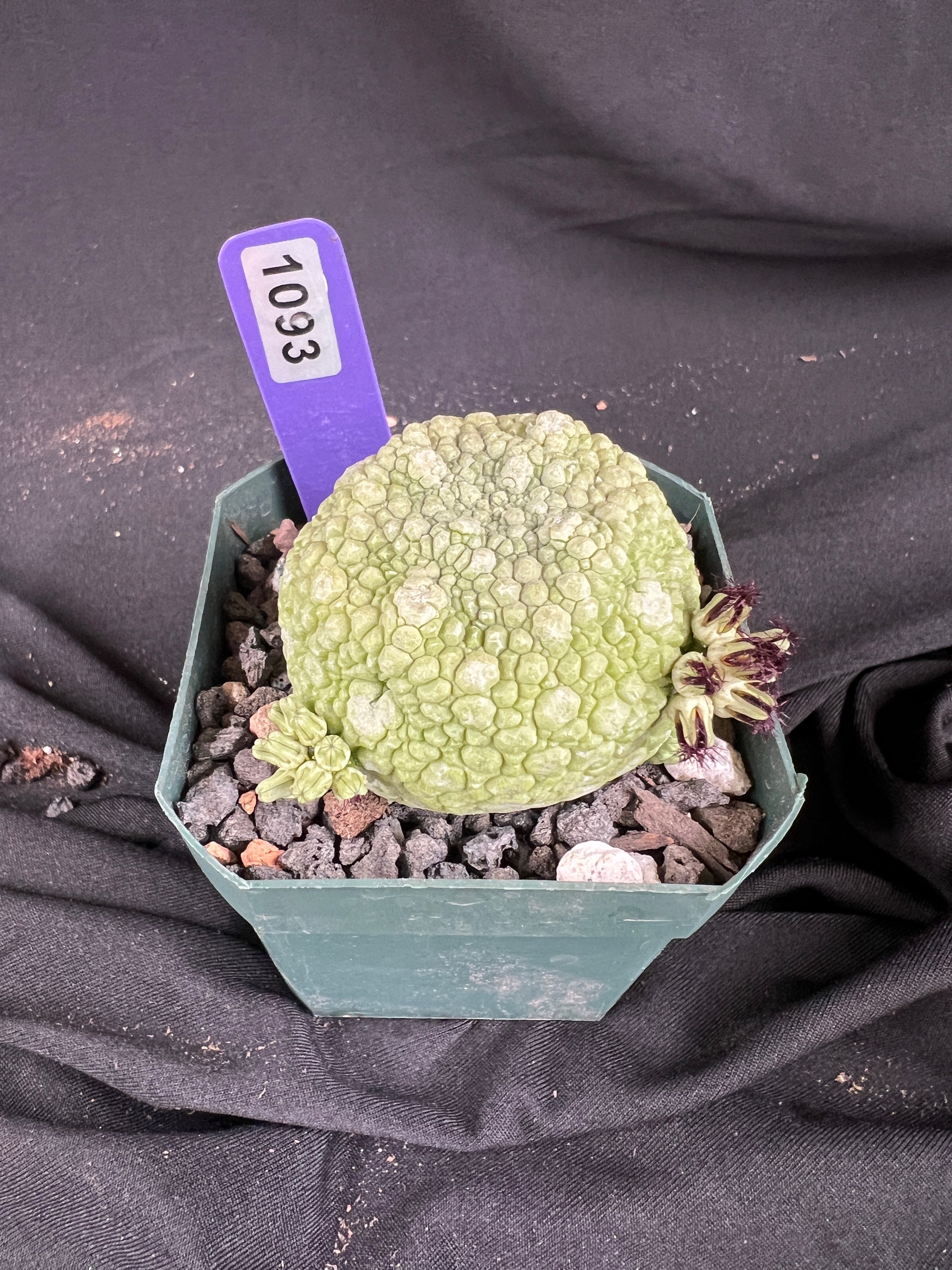 Pseudolithos Migiurtinus Succulent - 1093