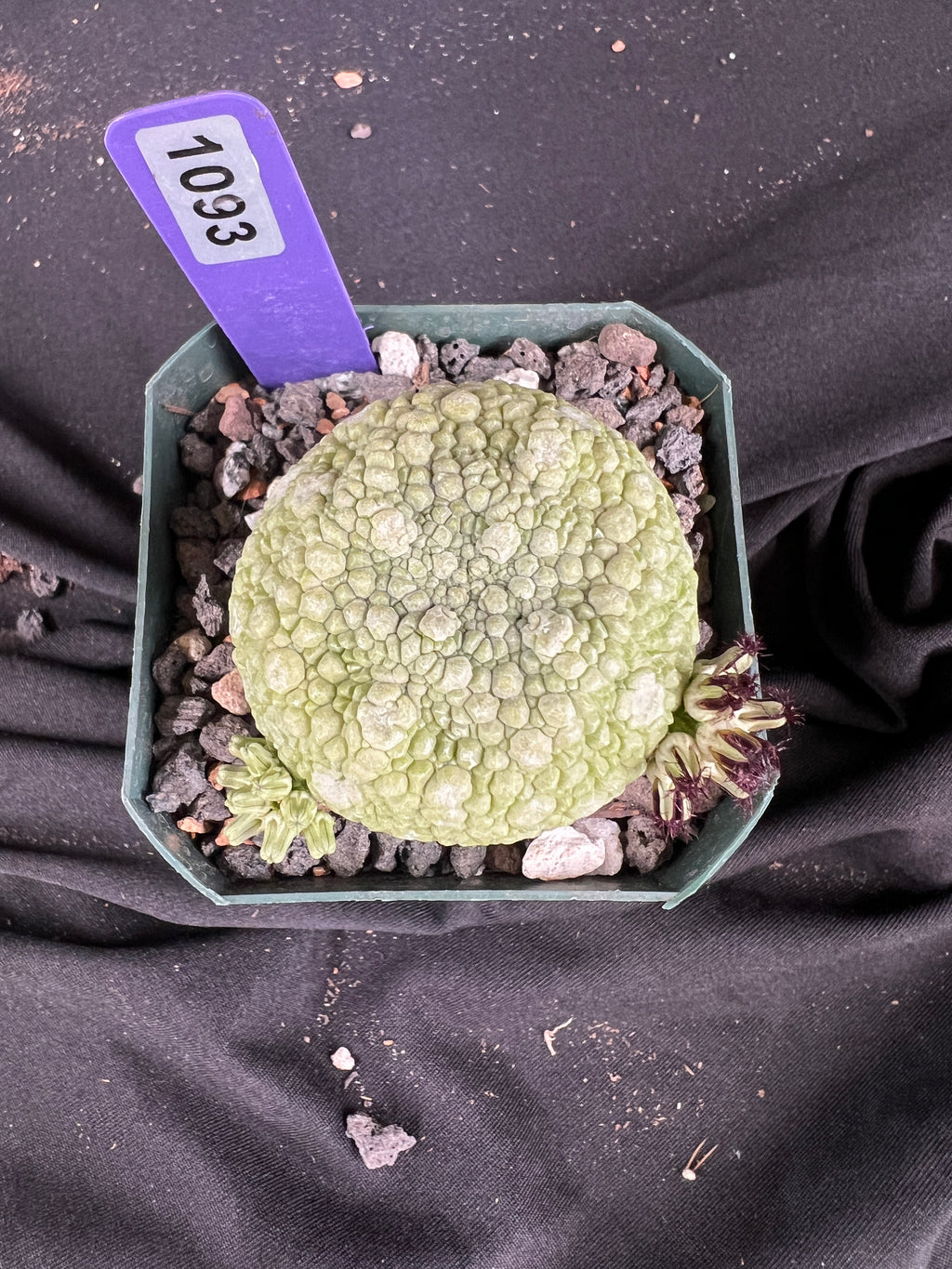 Pseudolithos Migiurtinus Succulent - 1093