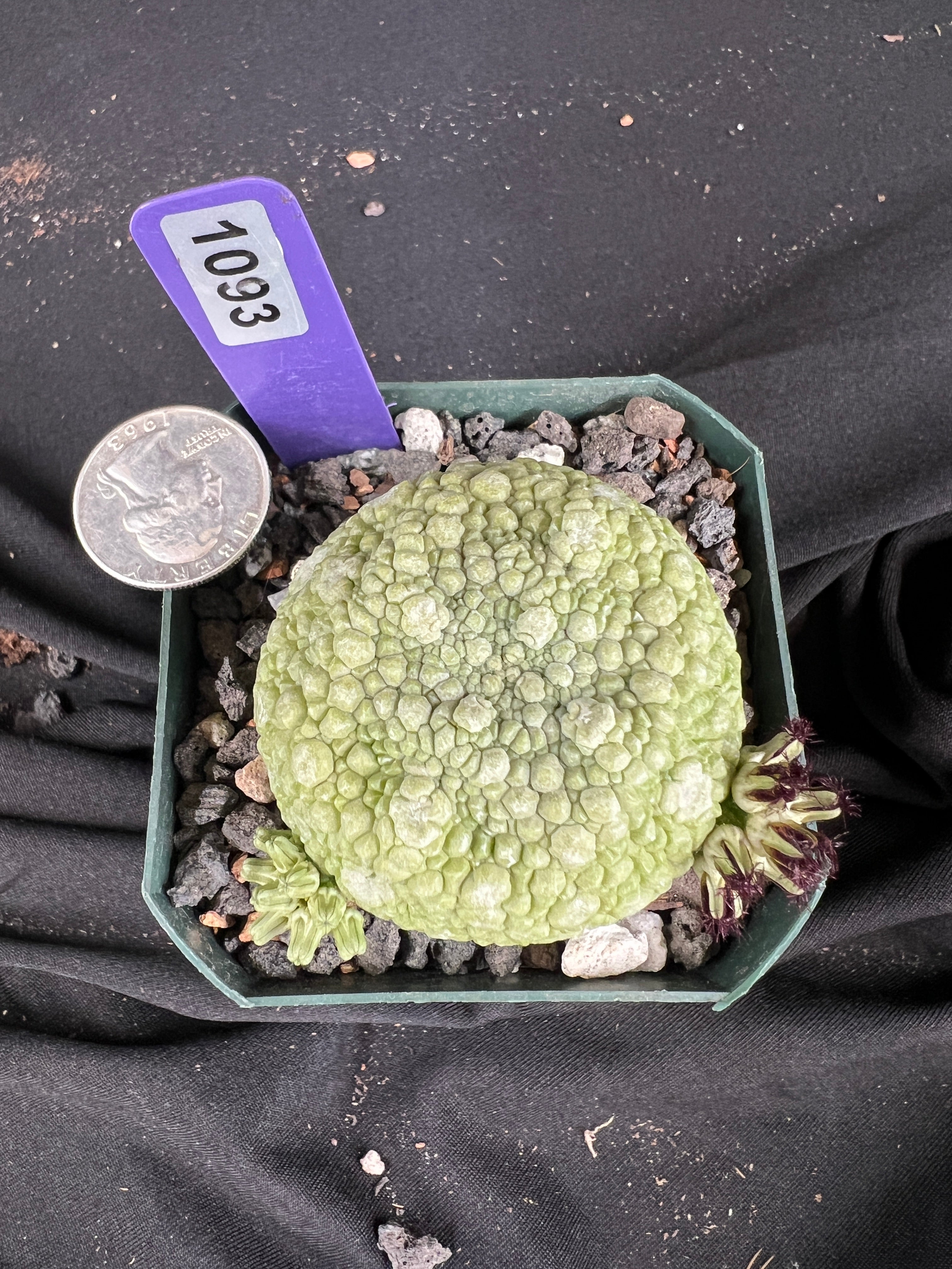 Pseudolithos Migiurtinus Succulent - 1093