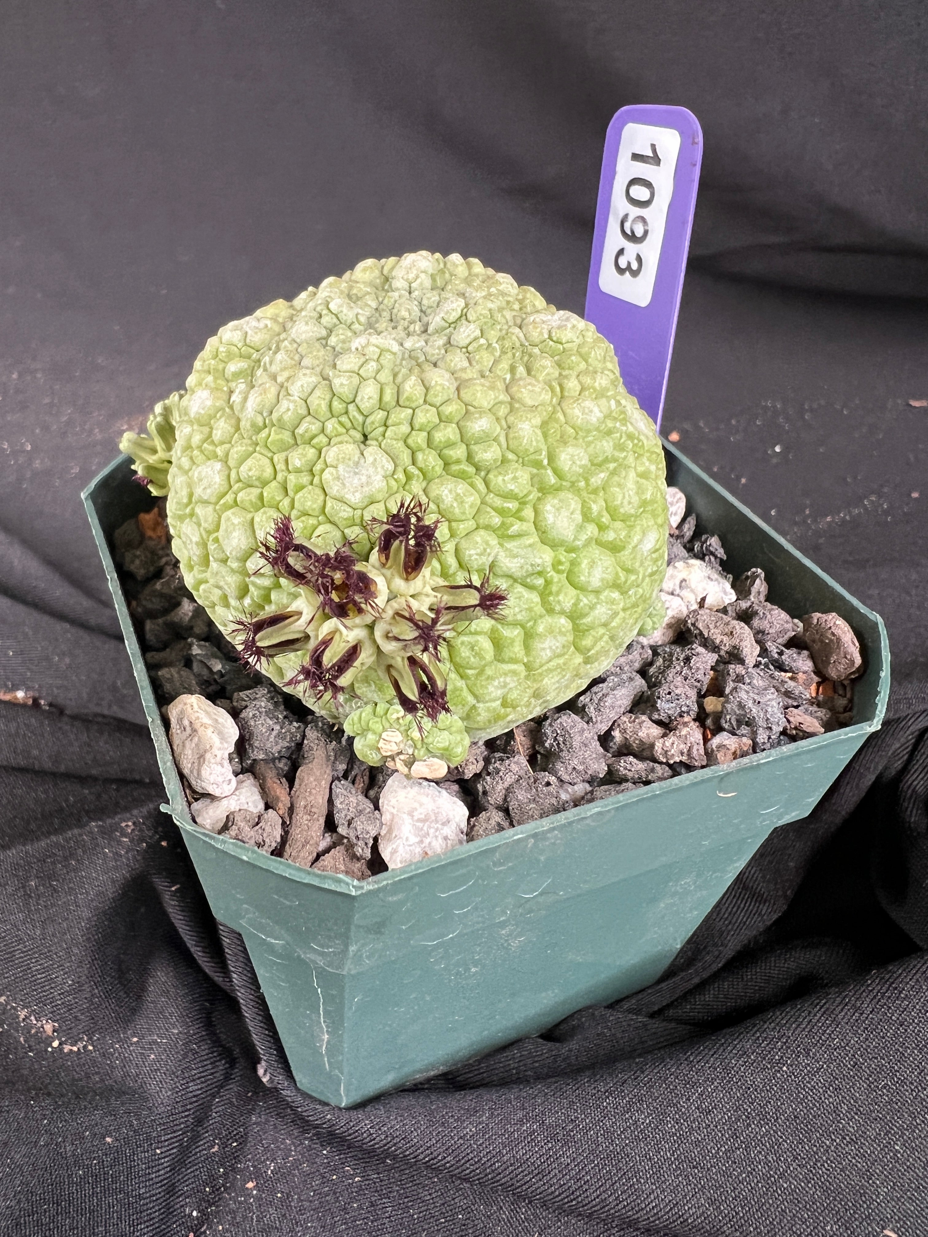 Pseudolithos Migiurtinus Succulent - 1093