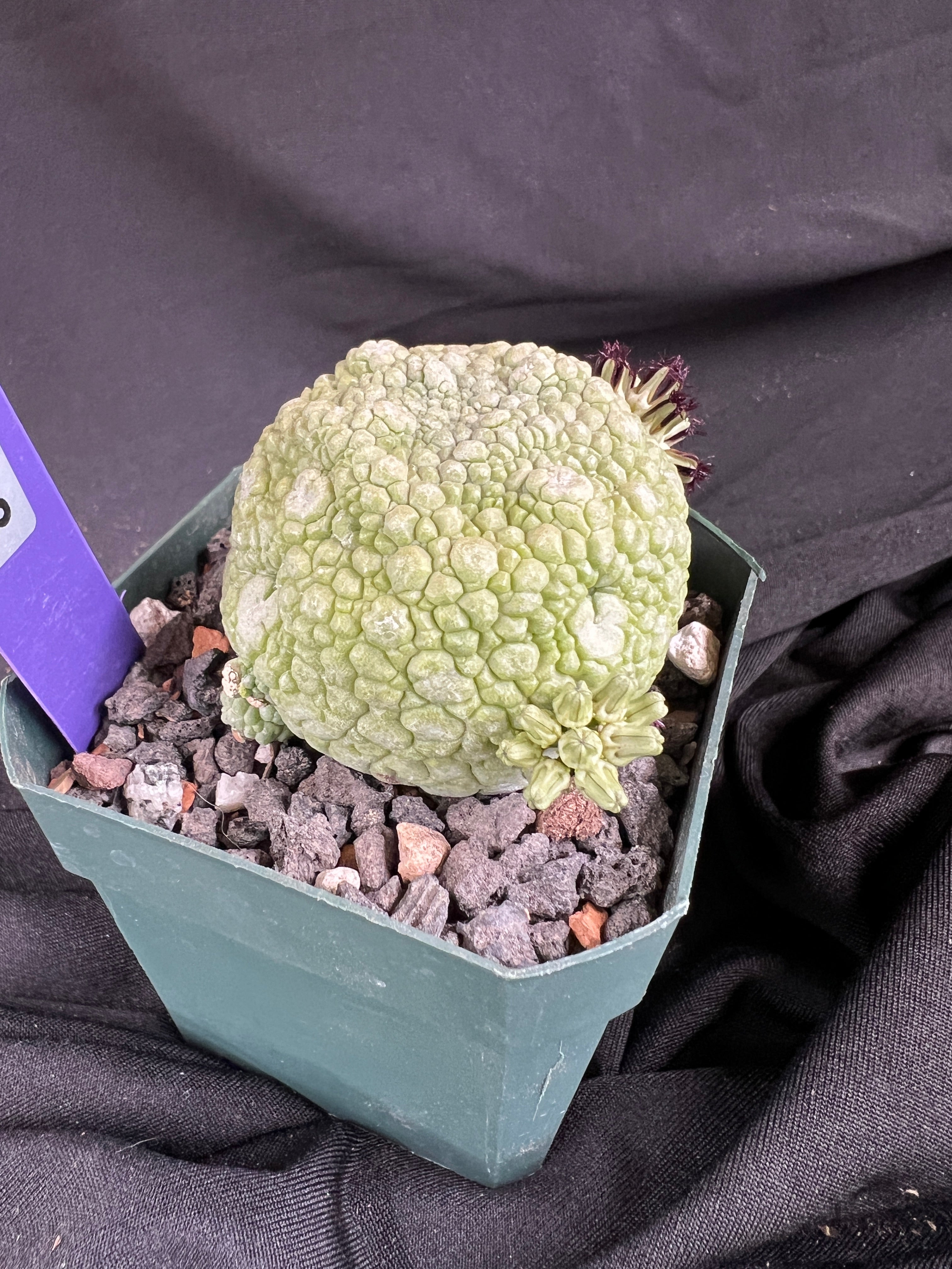 Pseudolithos Migiurtinus Succulent - 1093