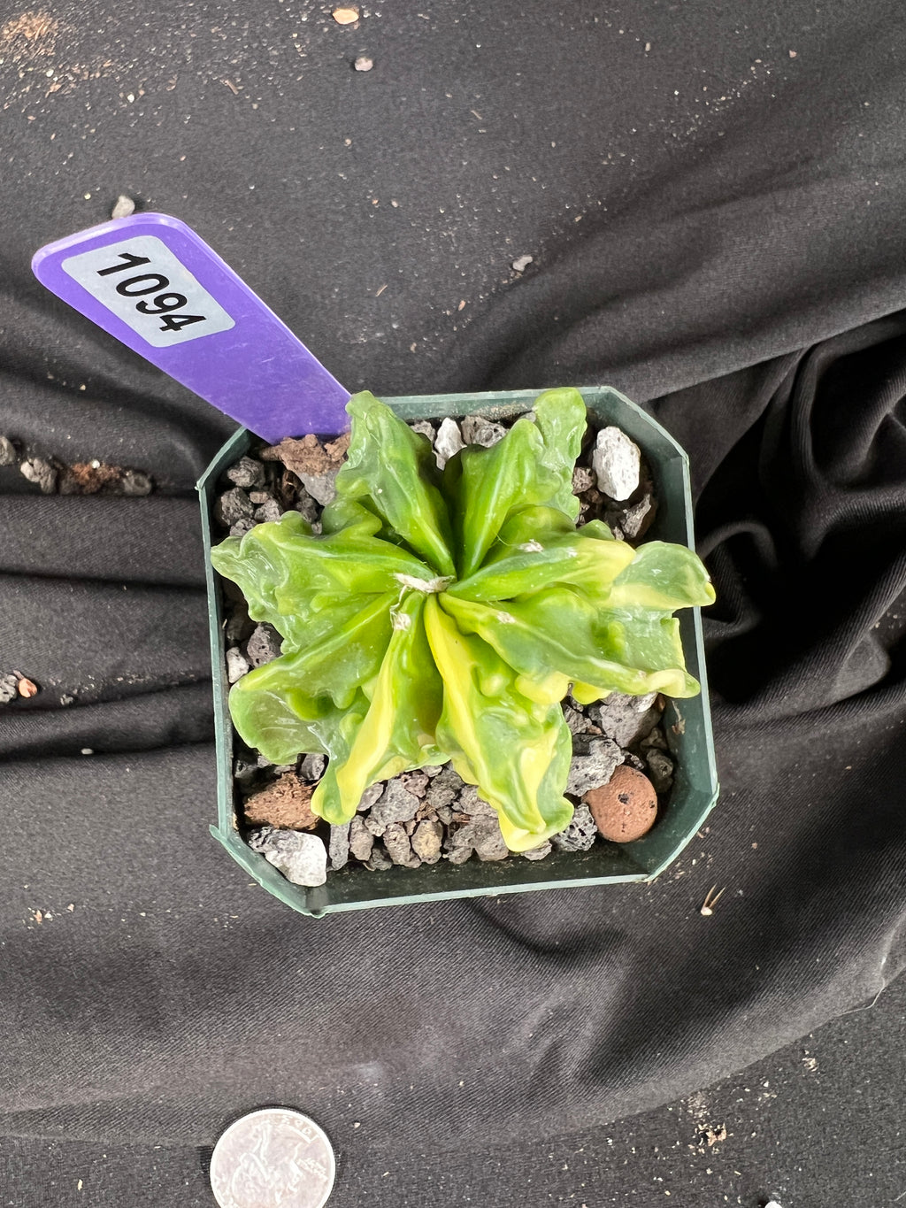 Astrophytum Myriostigma cv. Fukuryu Variegated cactus - 1094