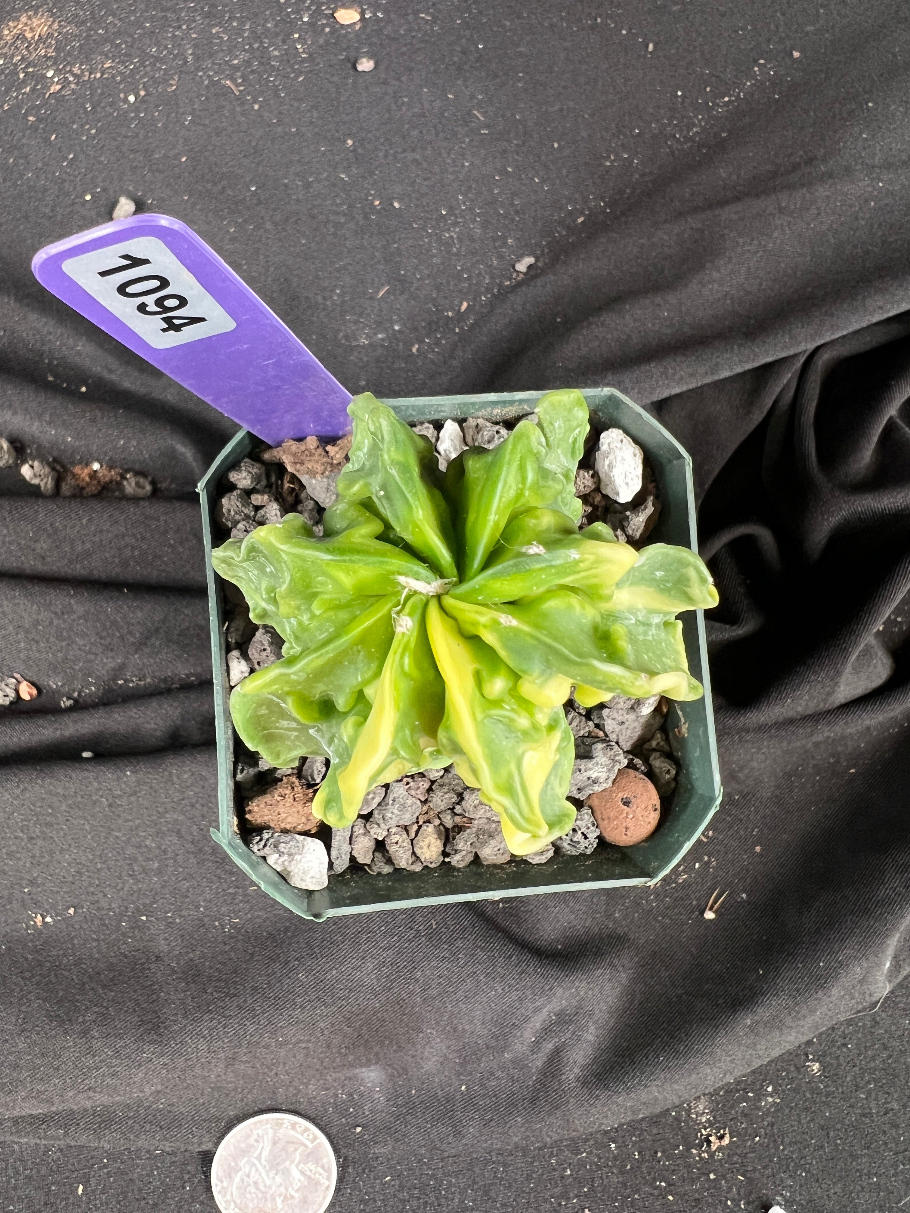 Astrophytum Myriostigma cv. Fukuryu Variegated cactus - 1094