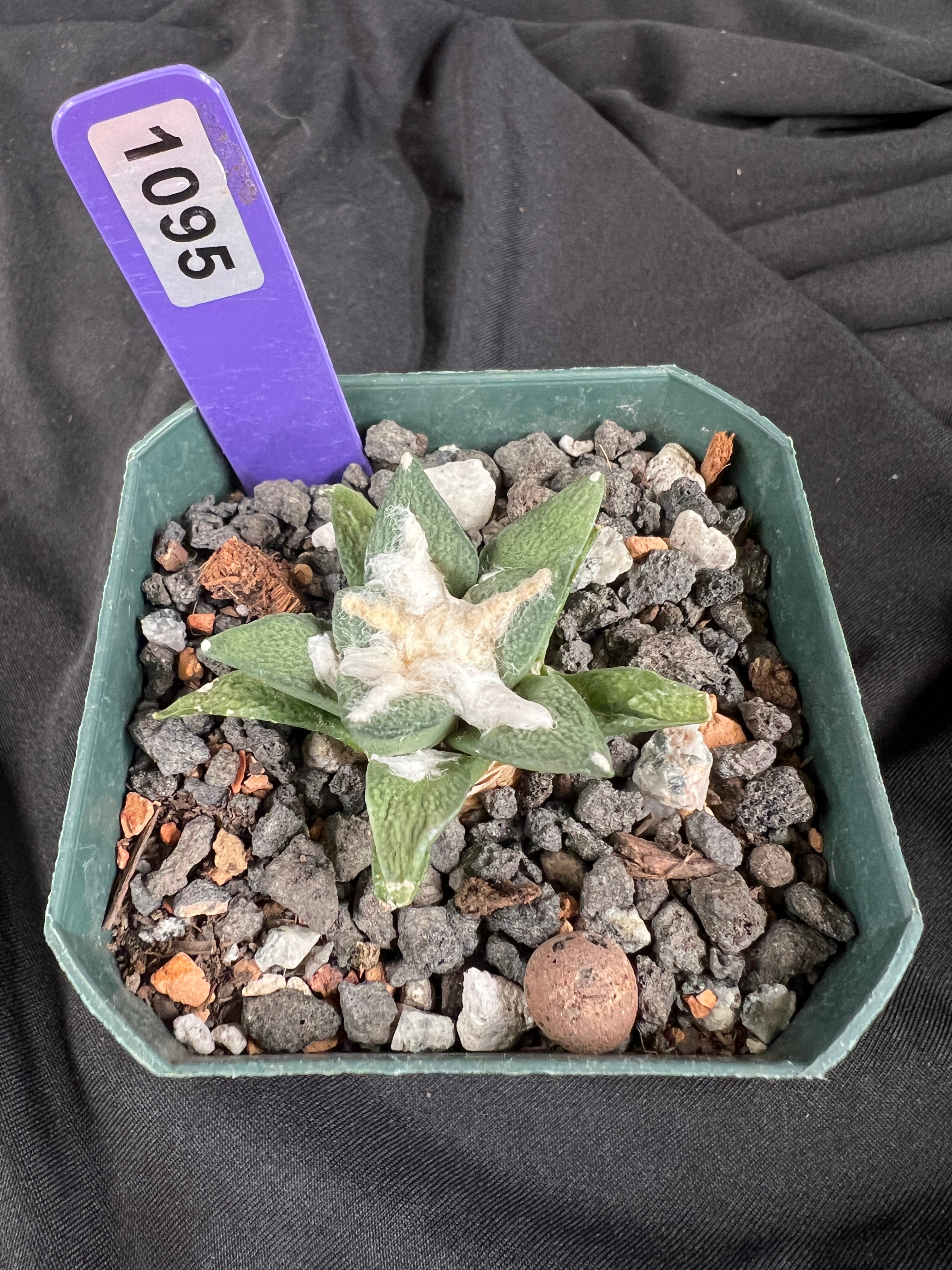 Ariocarpus Kotschoubeyanus Hybrid cactus - 1095