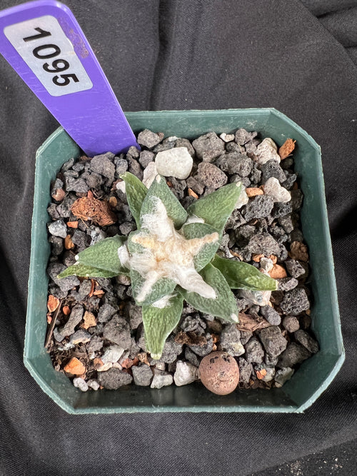 Ariocarpus Kotschoubeyanus Hybrid cactus - 1095