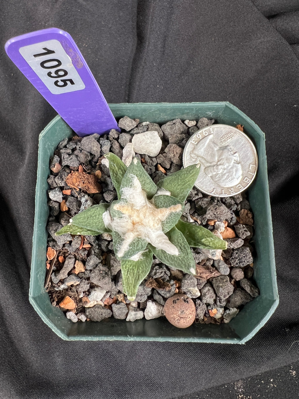 Ariocarpus Kotschoubeyanus Hybrid cactus - 1095