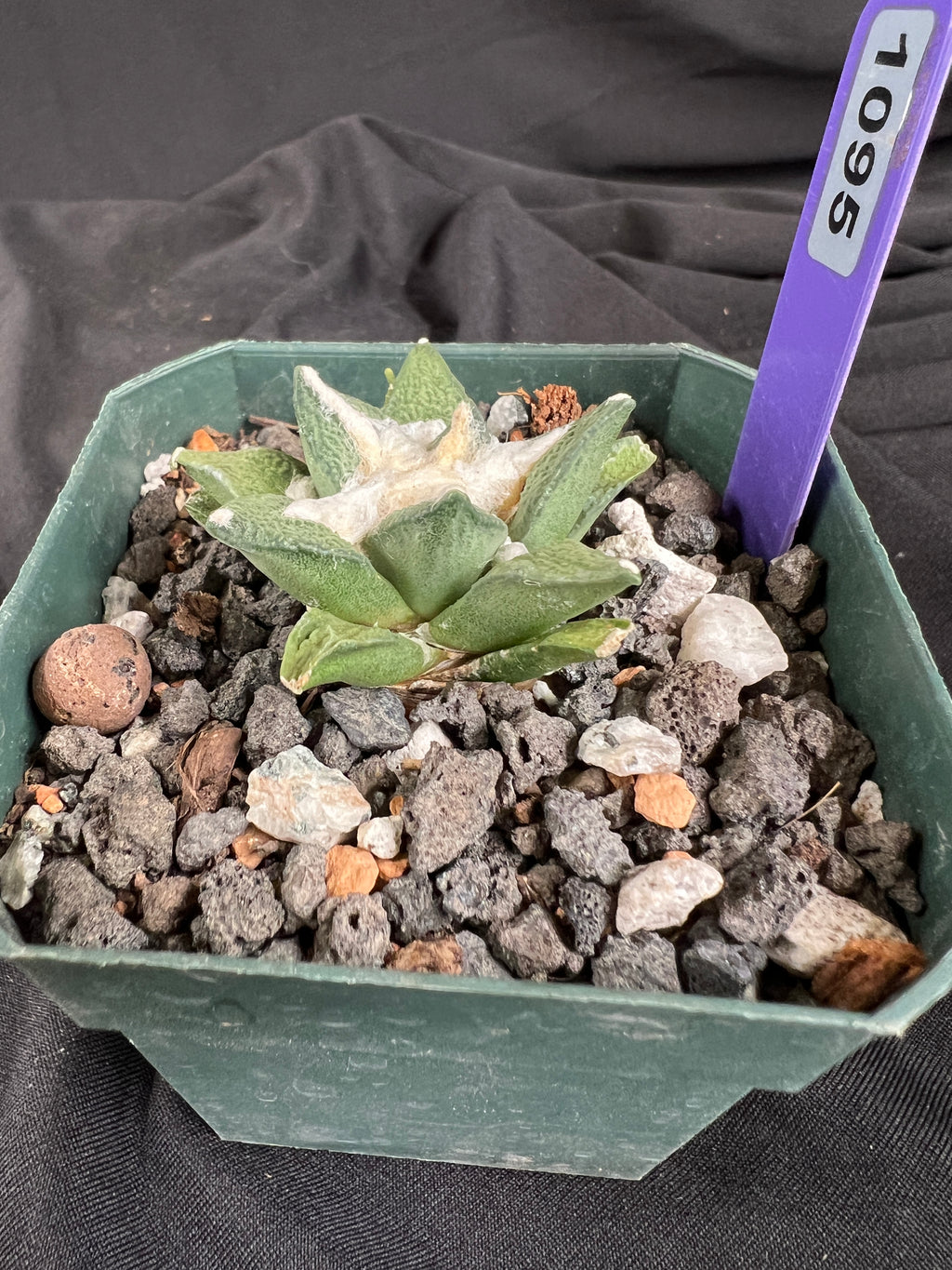 Ariocarpus Kotschoubeyanus Hybrid cactus - 1095
