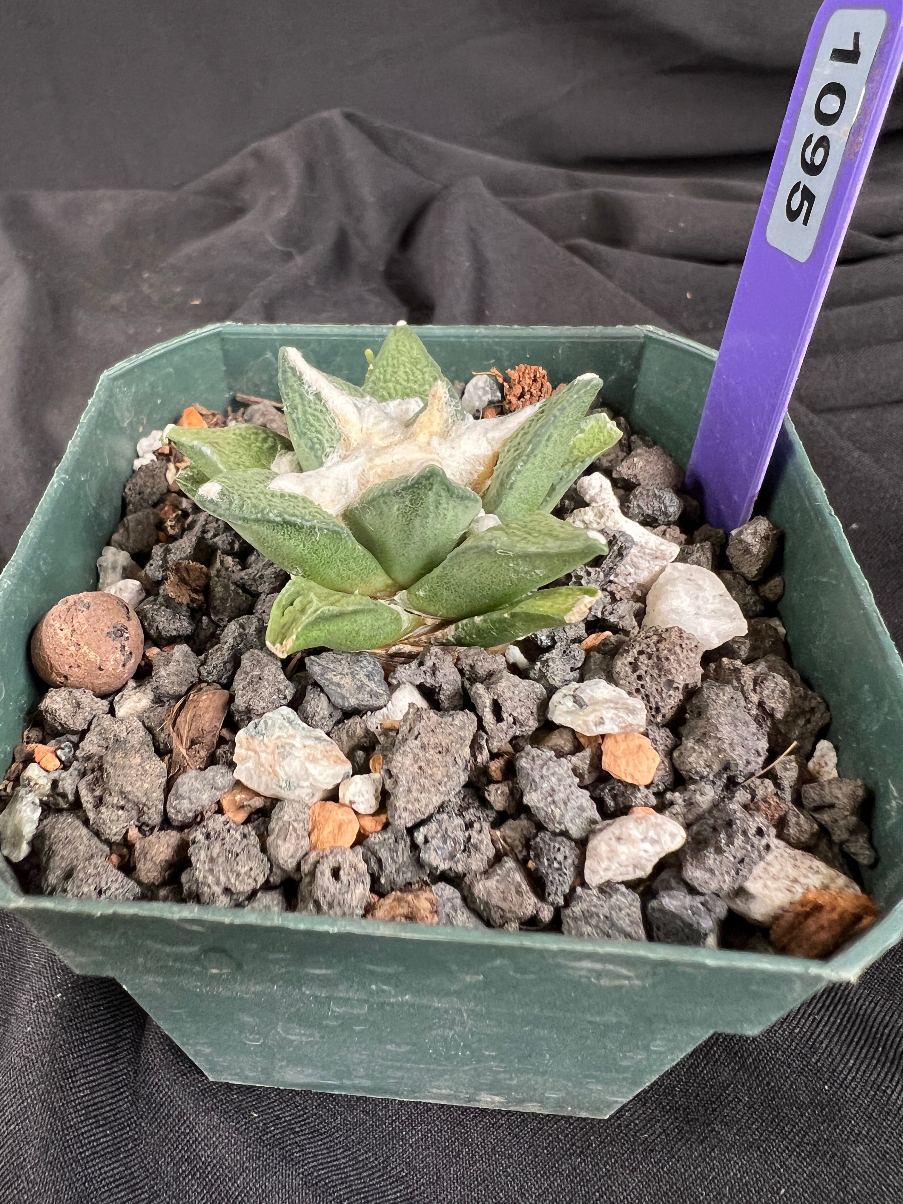 Ariocarpus Kotschoubeyanus Hybrid cactus - 1095