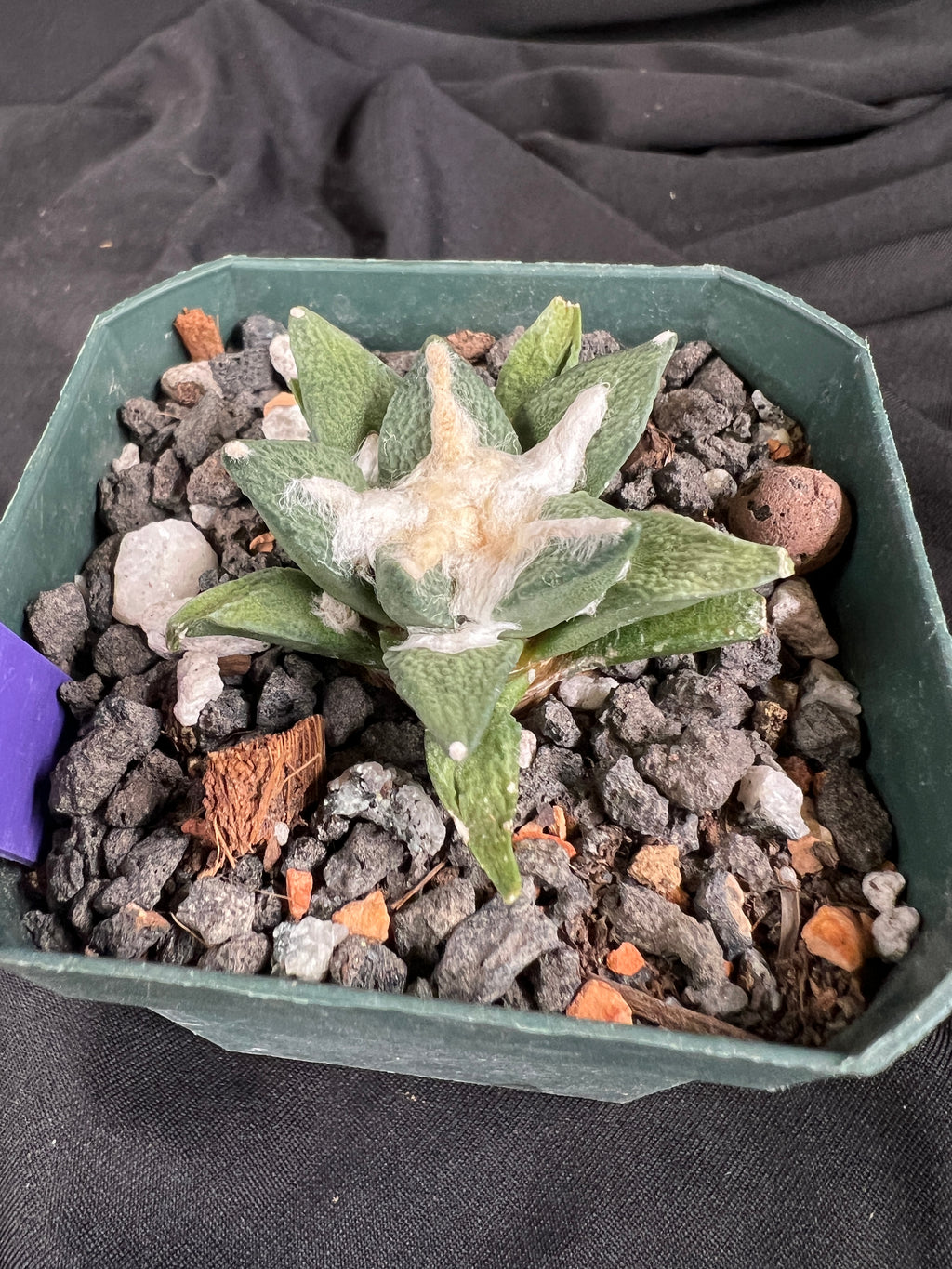 Ariocarpus Kotschoubeyanus Hybrid cactus - 1095