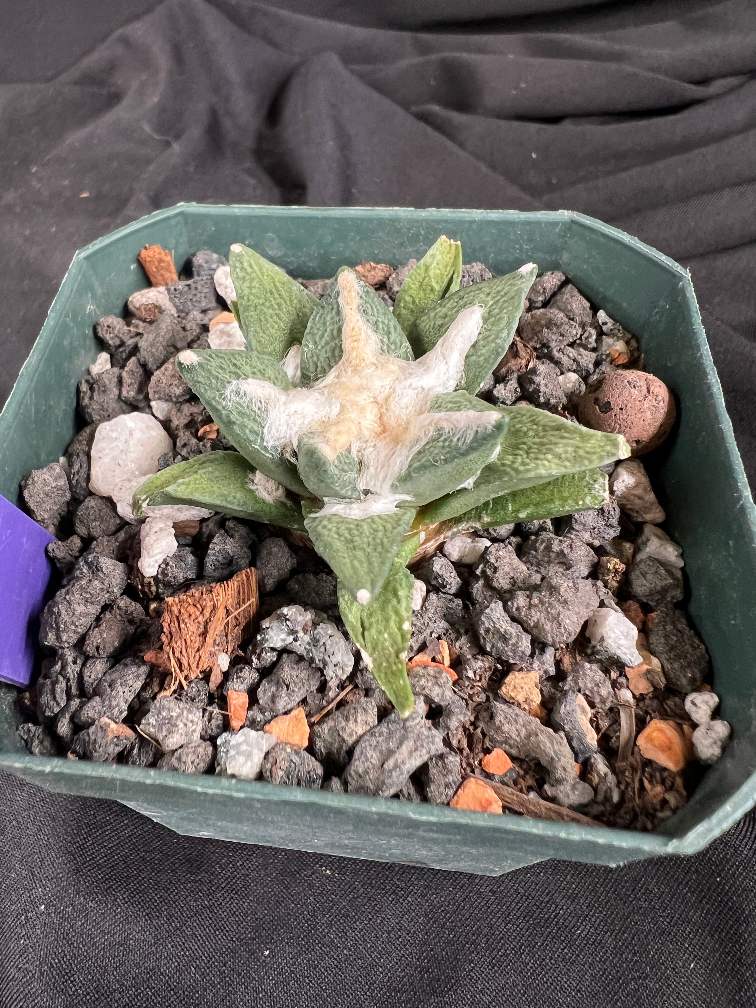 Ariocarpus Kotschoubeyanus Hybrid cactus - 1095