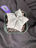 Astrophytum Myriostigma cv. Coahuilense cactus - 1096