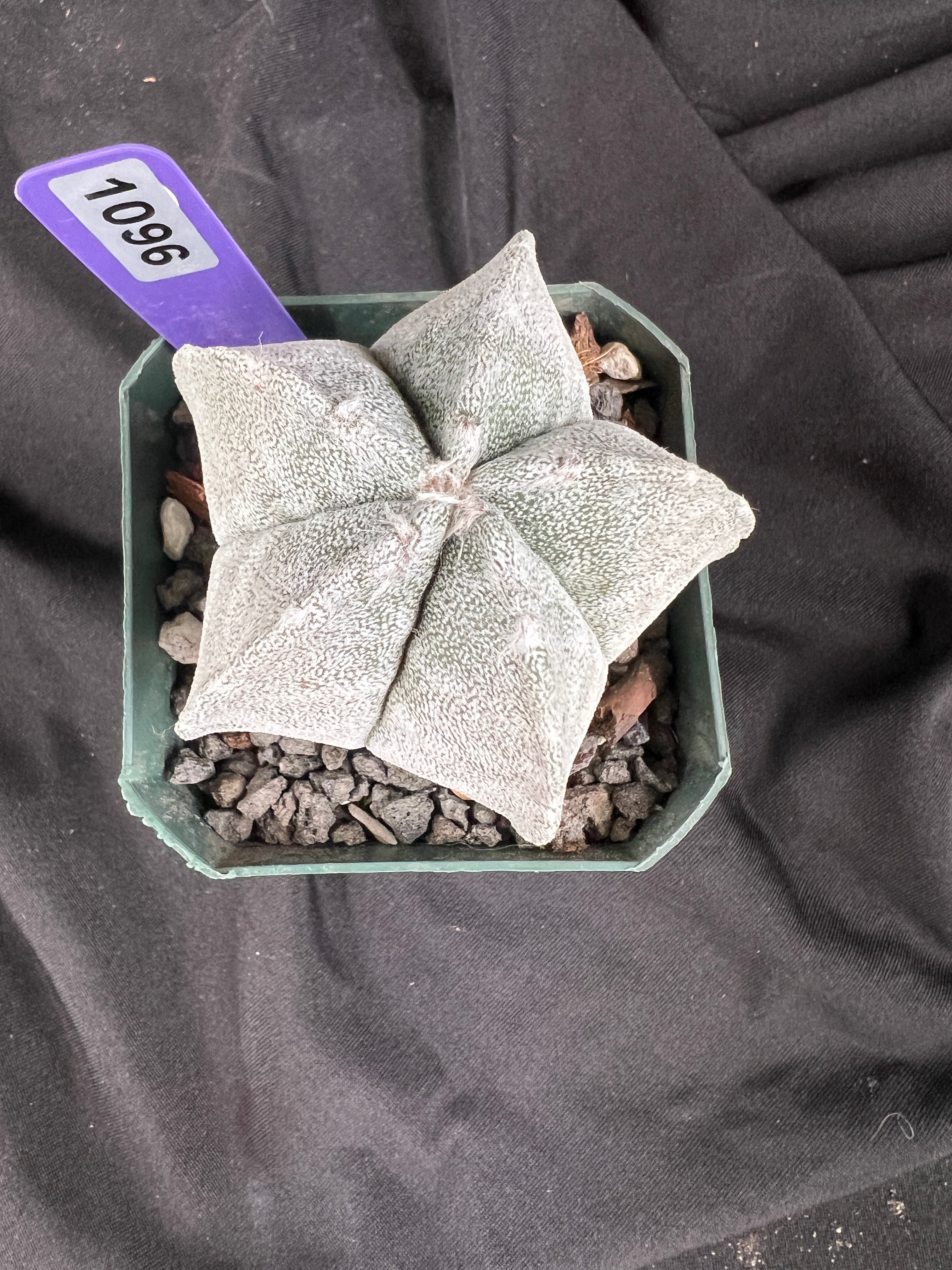 Astrophytum Myriostigma cv. Coahuilense cactus - 1096