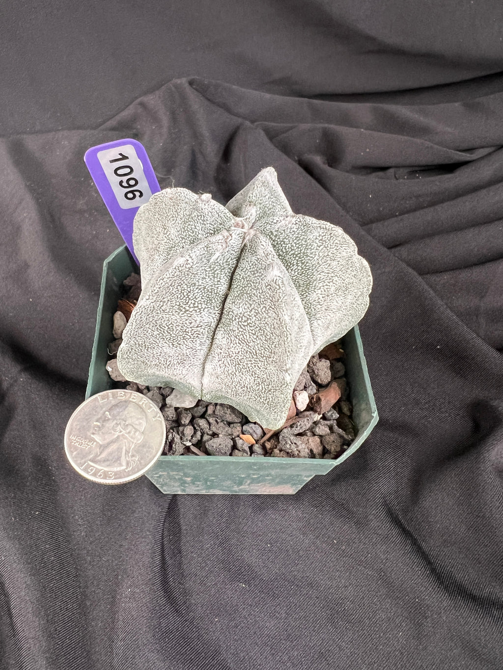 Astrophytum Myriostigma cv. Coahuilense cactus - 1096