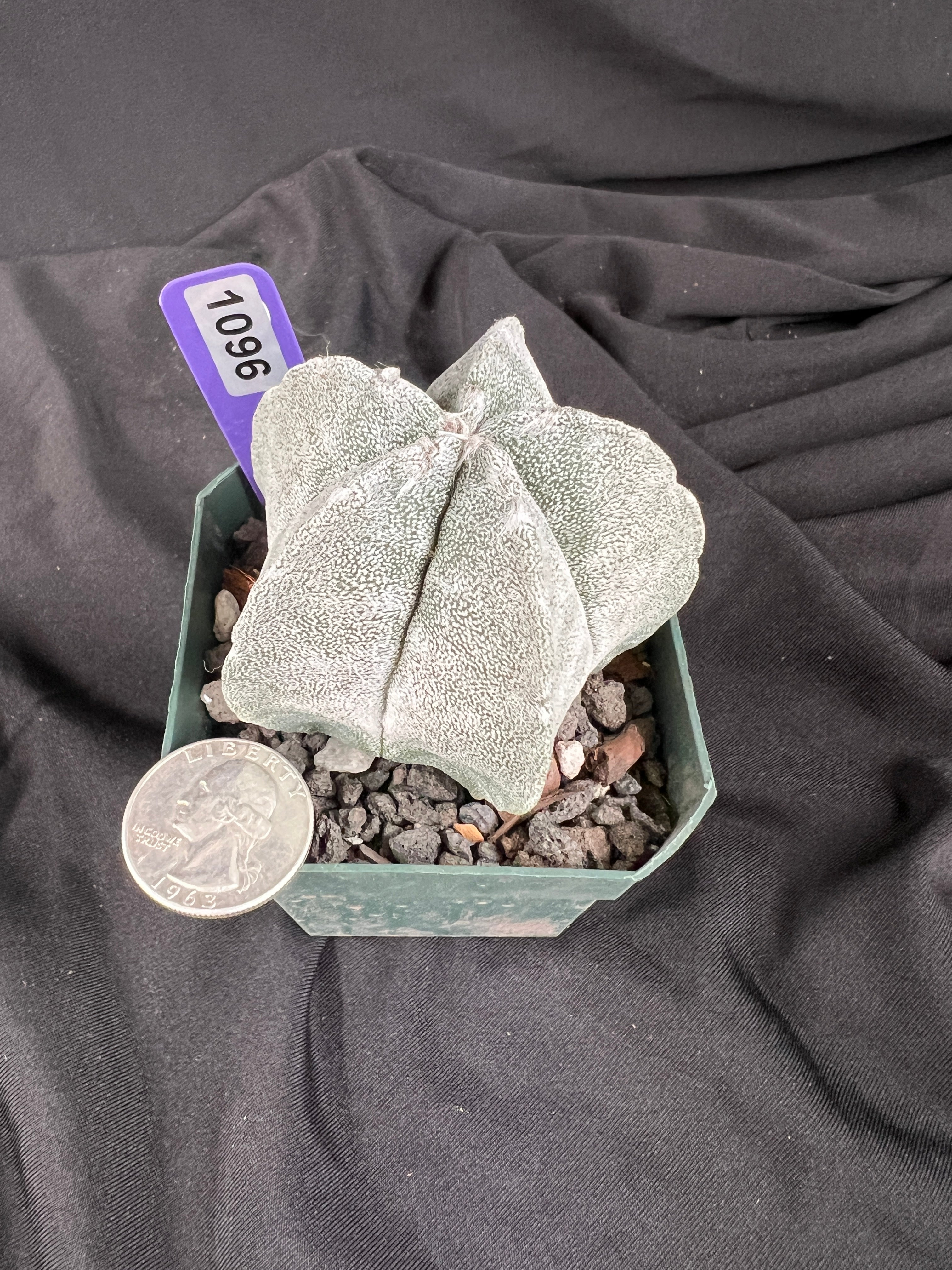 Astrophytum Myriostigma cv. Coahuilense cactus - 1096