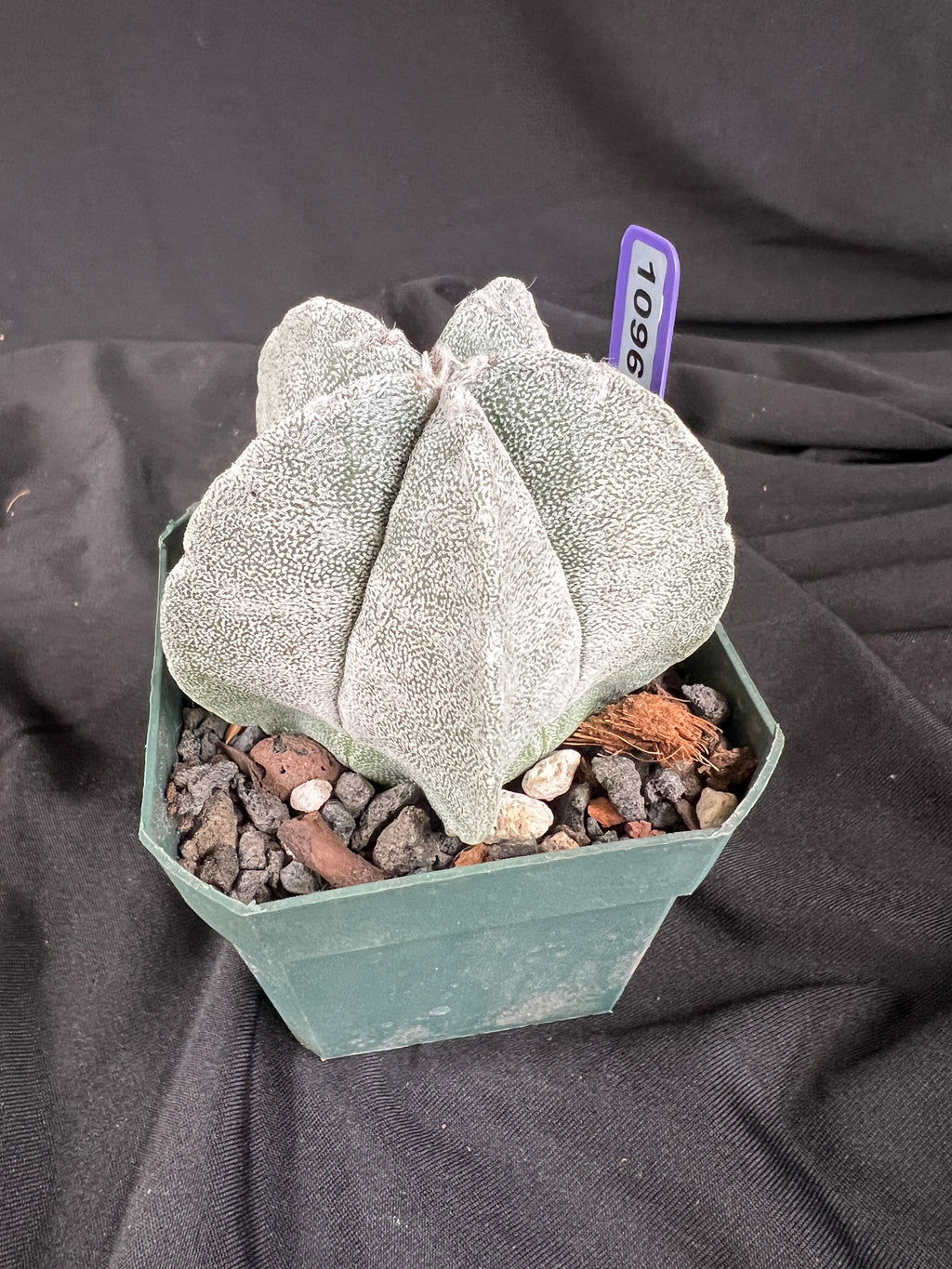 Astrophytum Myriostigma cv. Coahuilense cactus - 1096